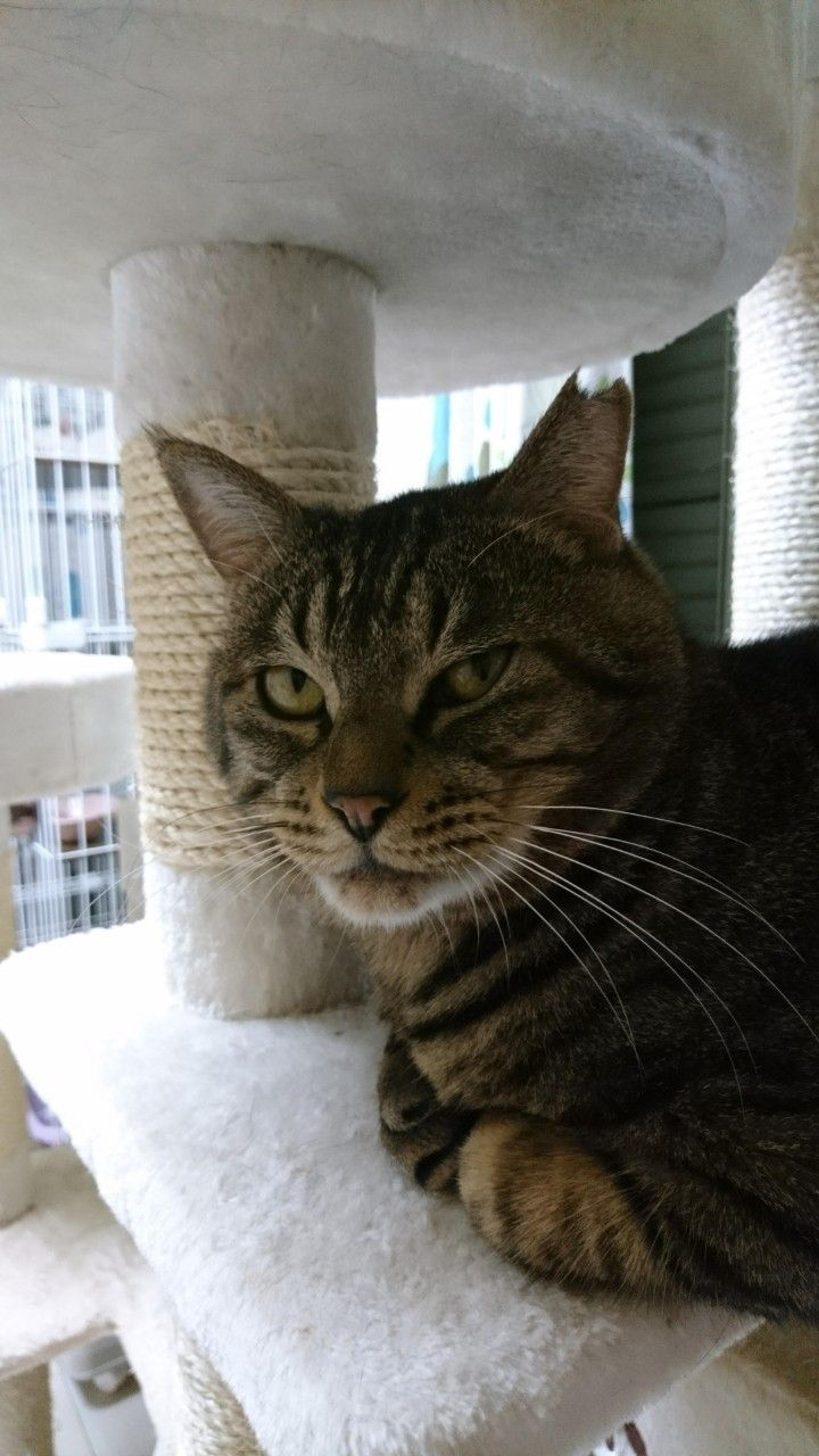 pet-image-8
