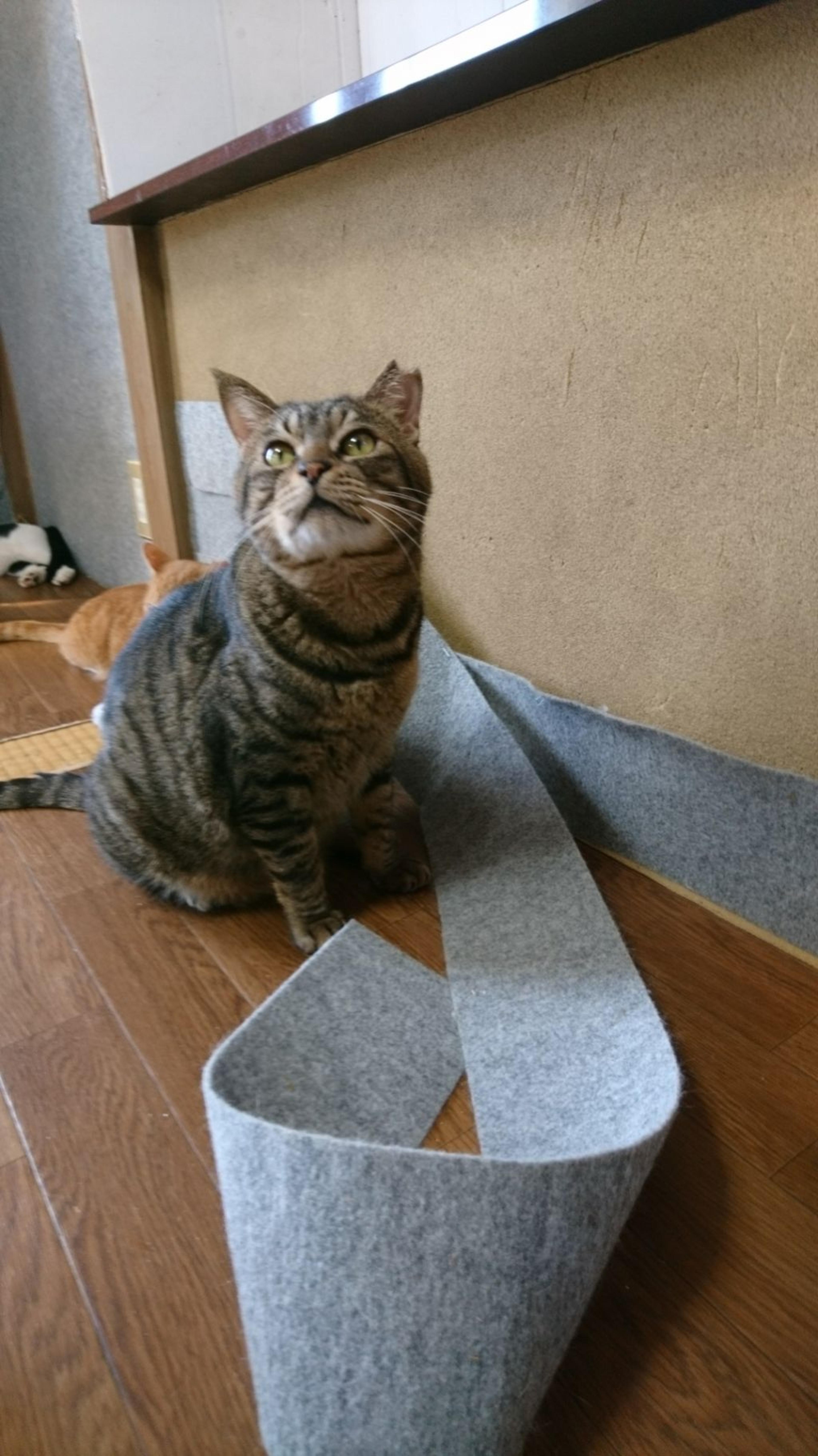 pet-image-9
