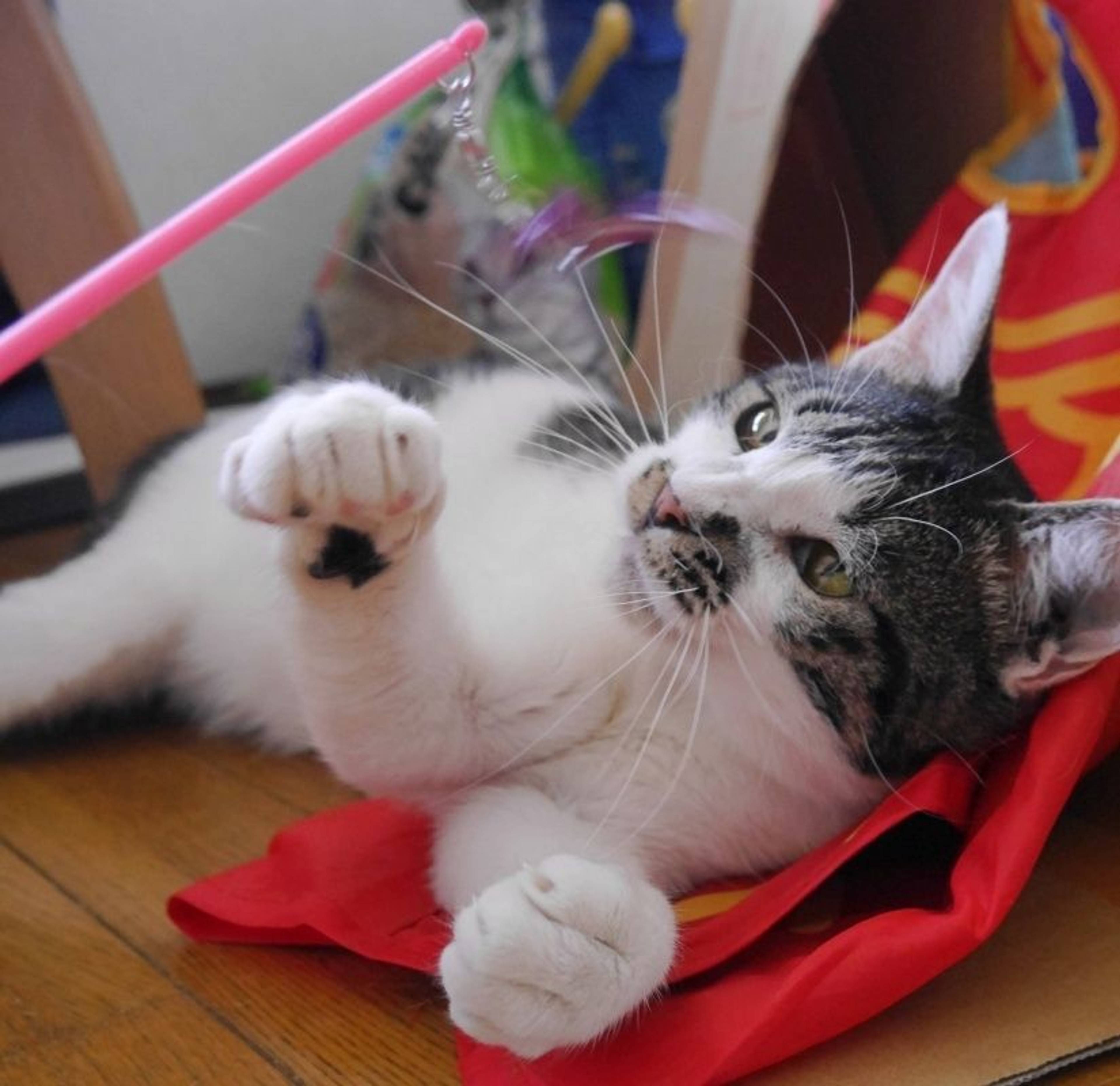雑種（ミックス猫）・オスの里親募集の写真