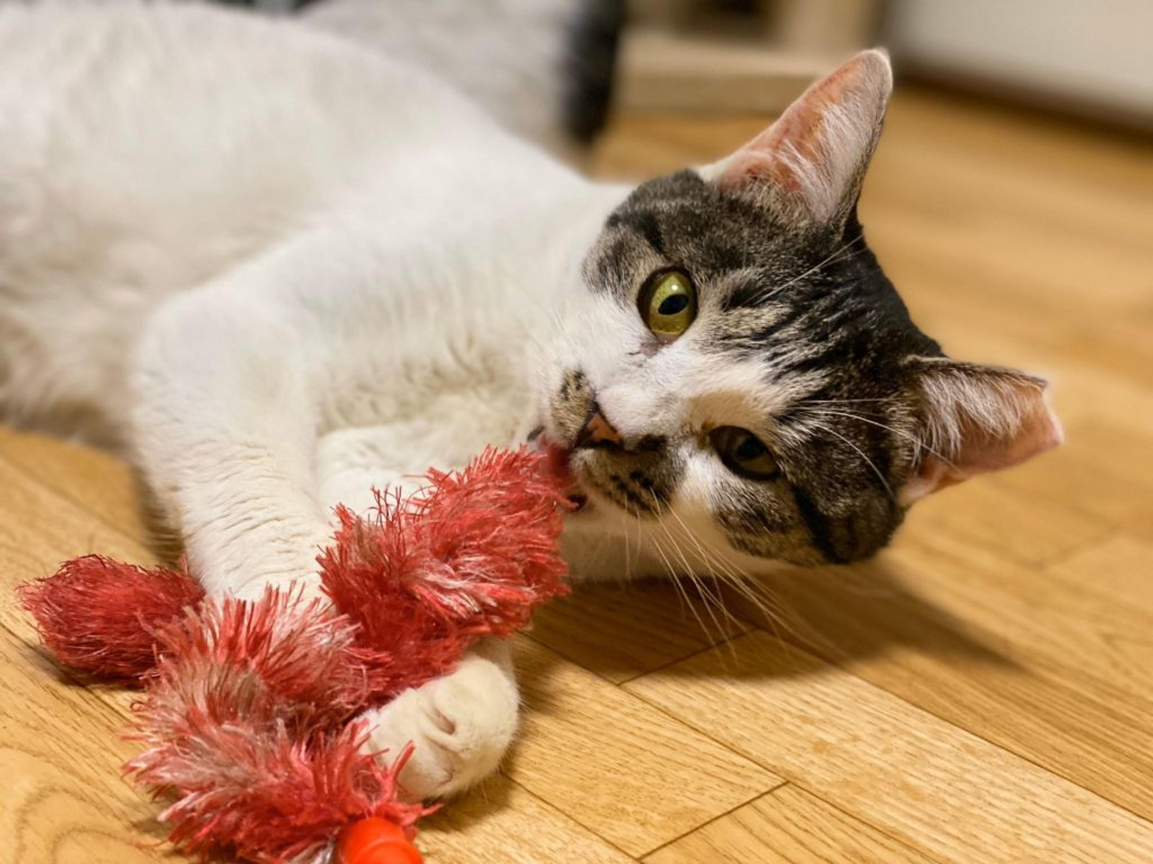 pet-image-3