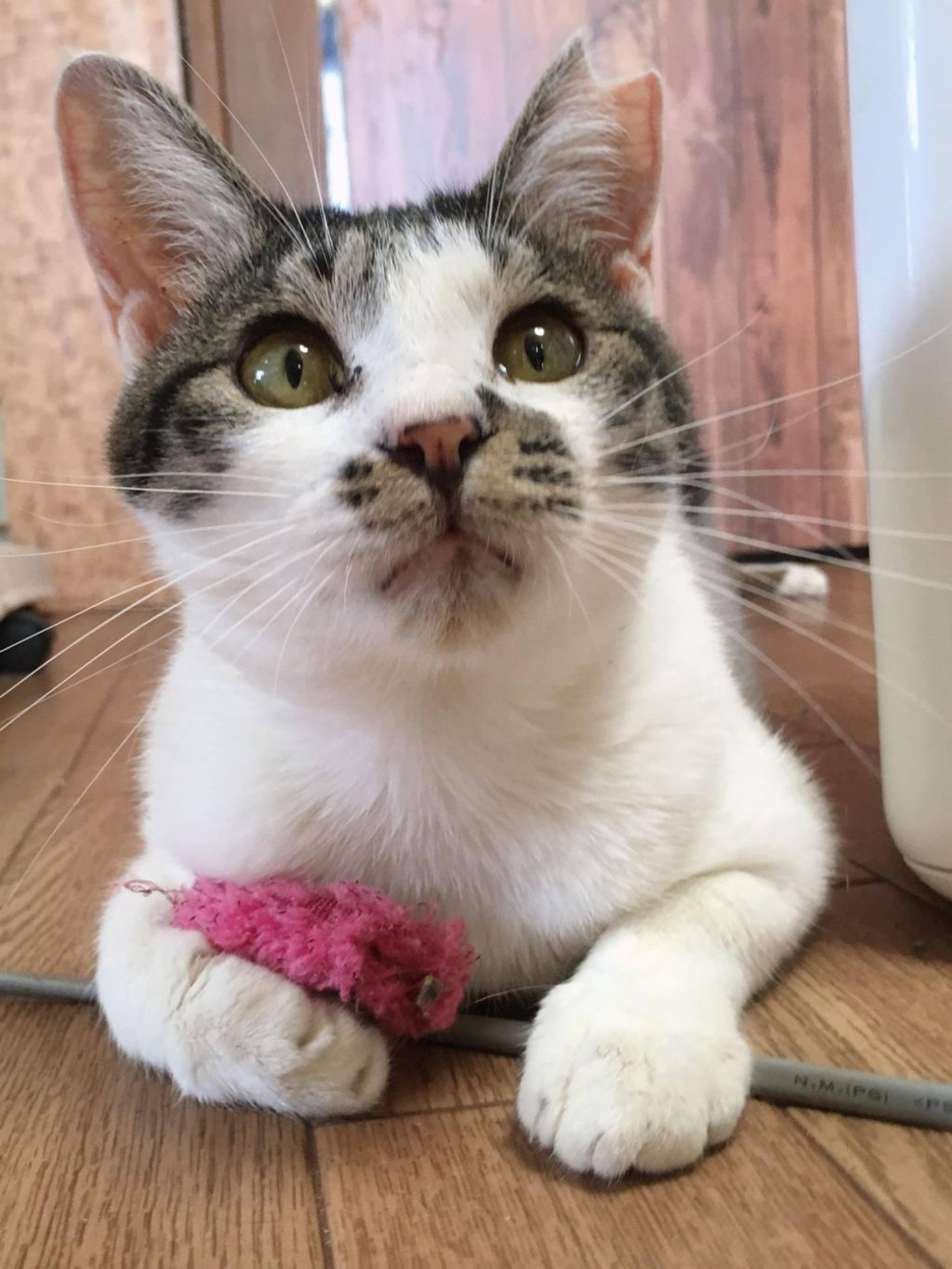 pet-image-5