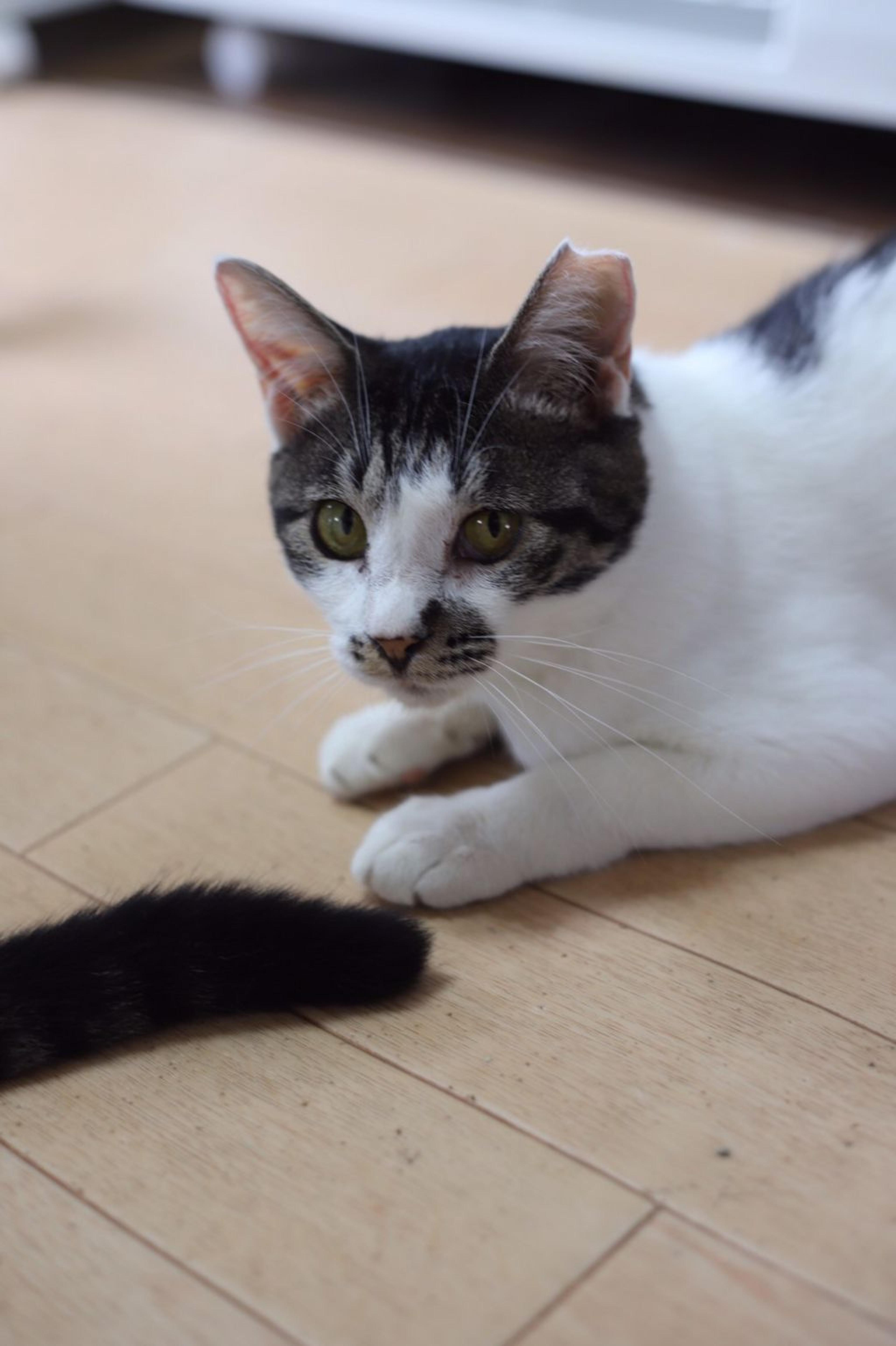pet-image-6