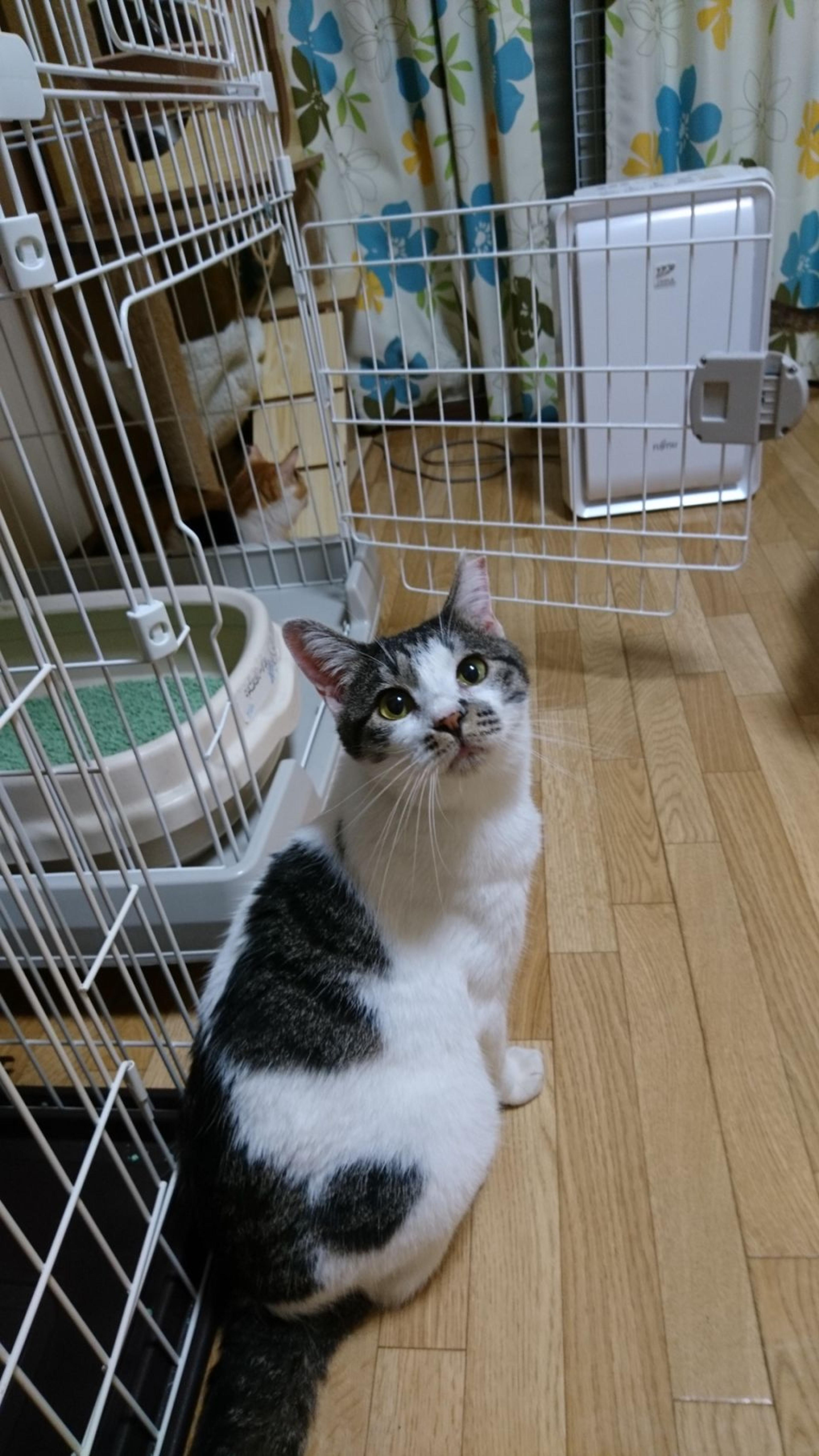pet-image-8