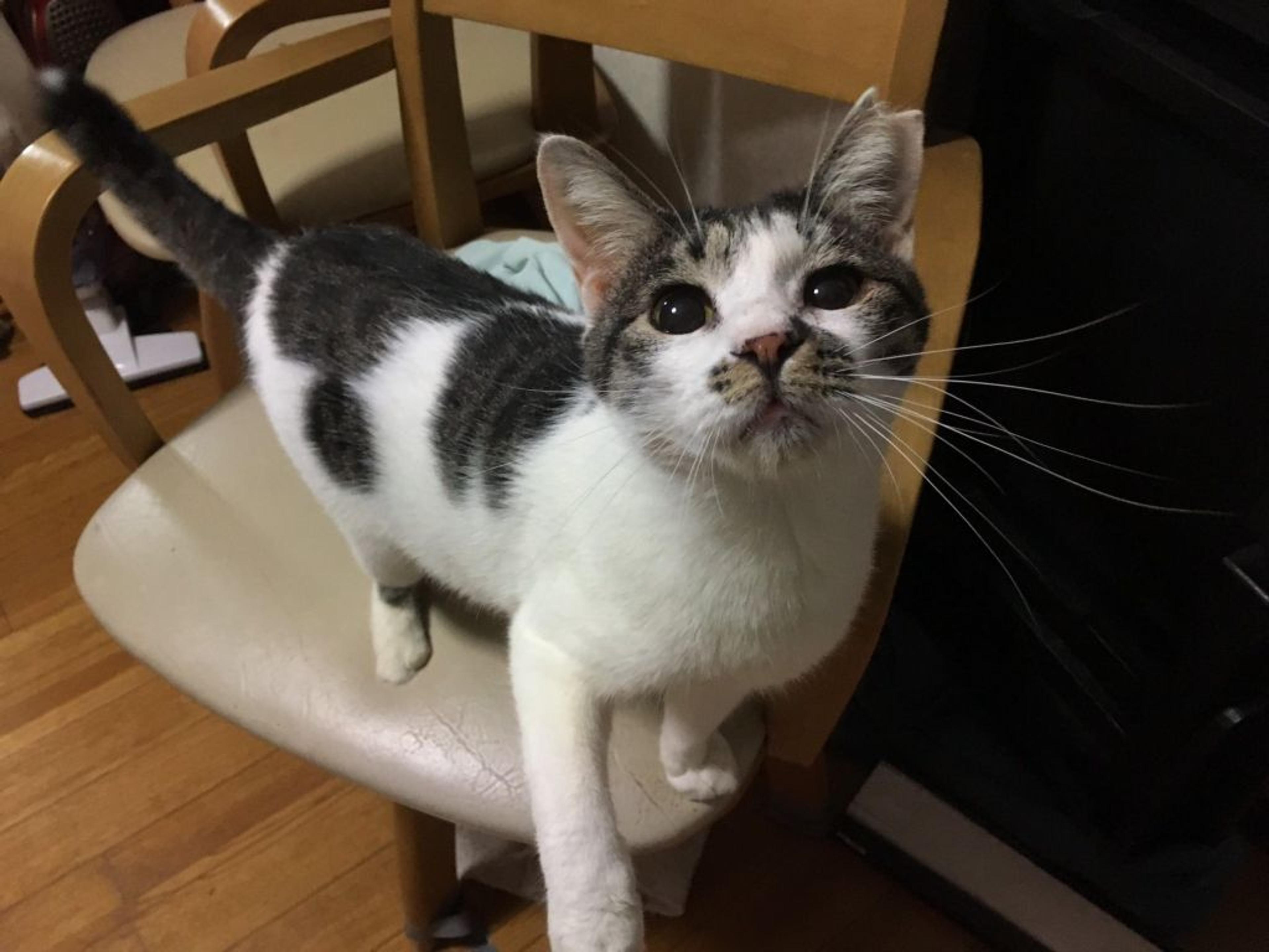 pet-image-9
