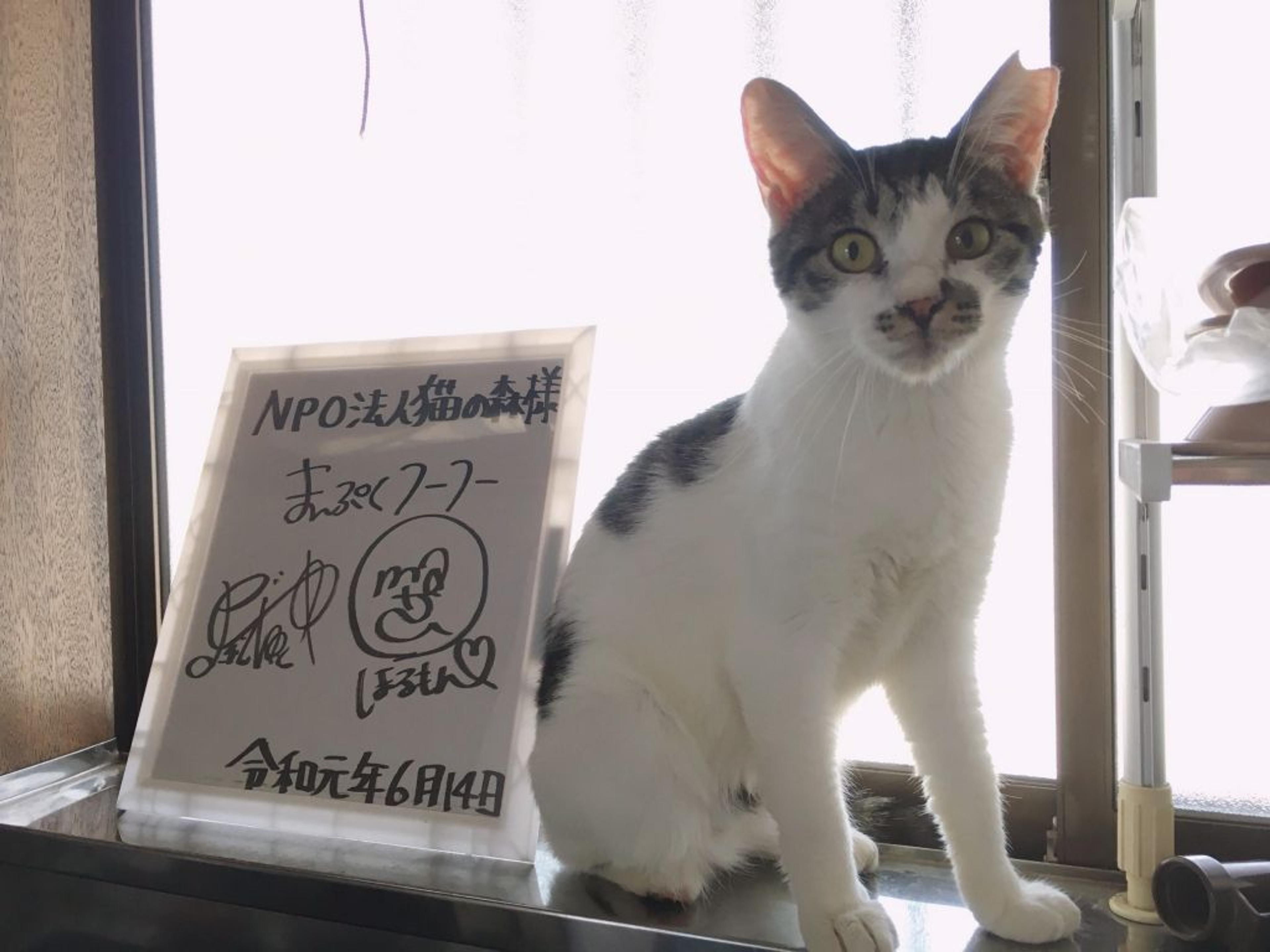 pet-image-10