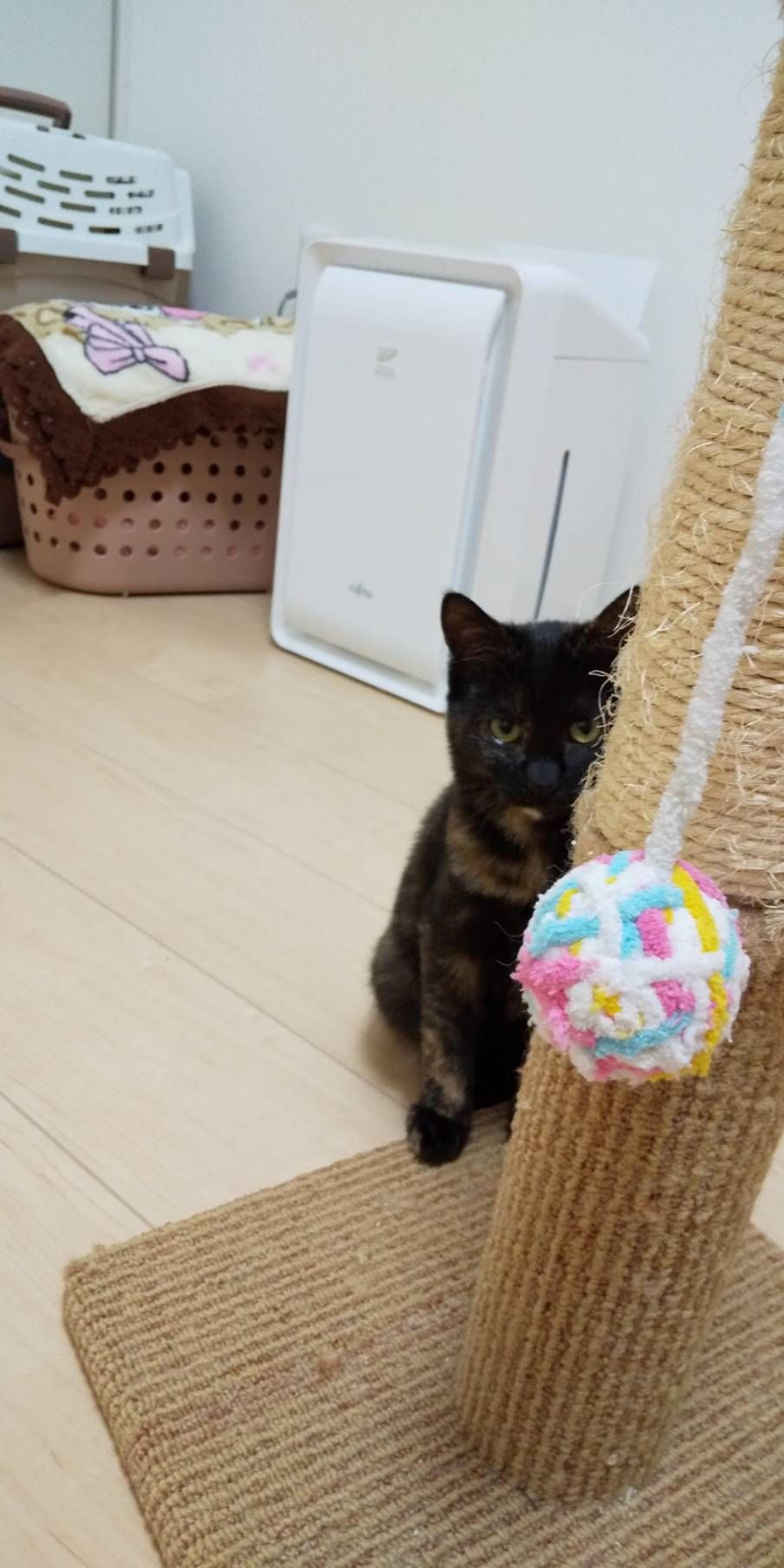 pet-image-4