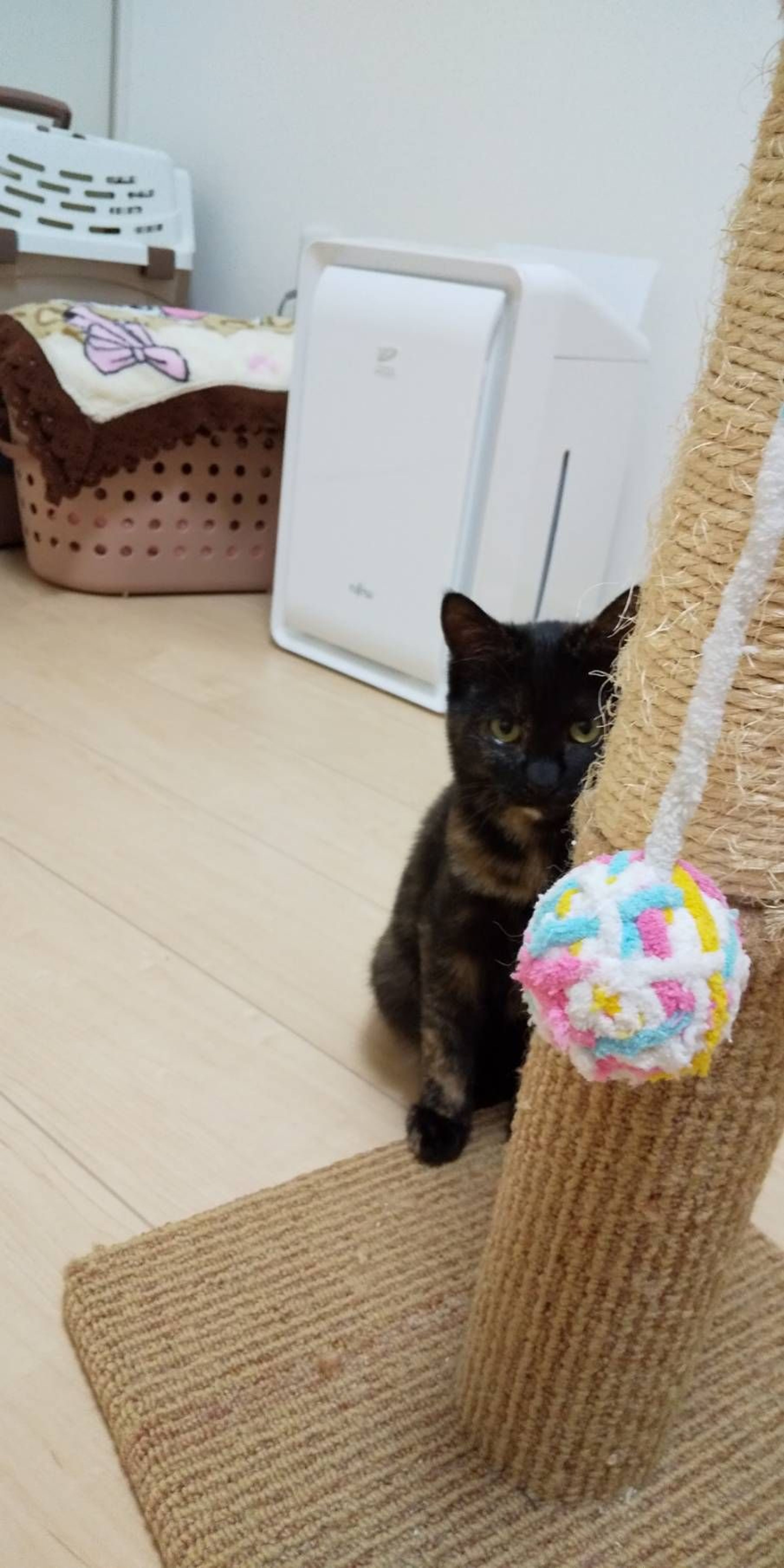 pet-image-4