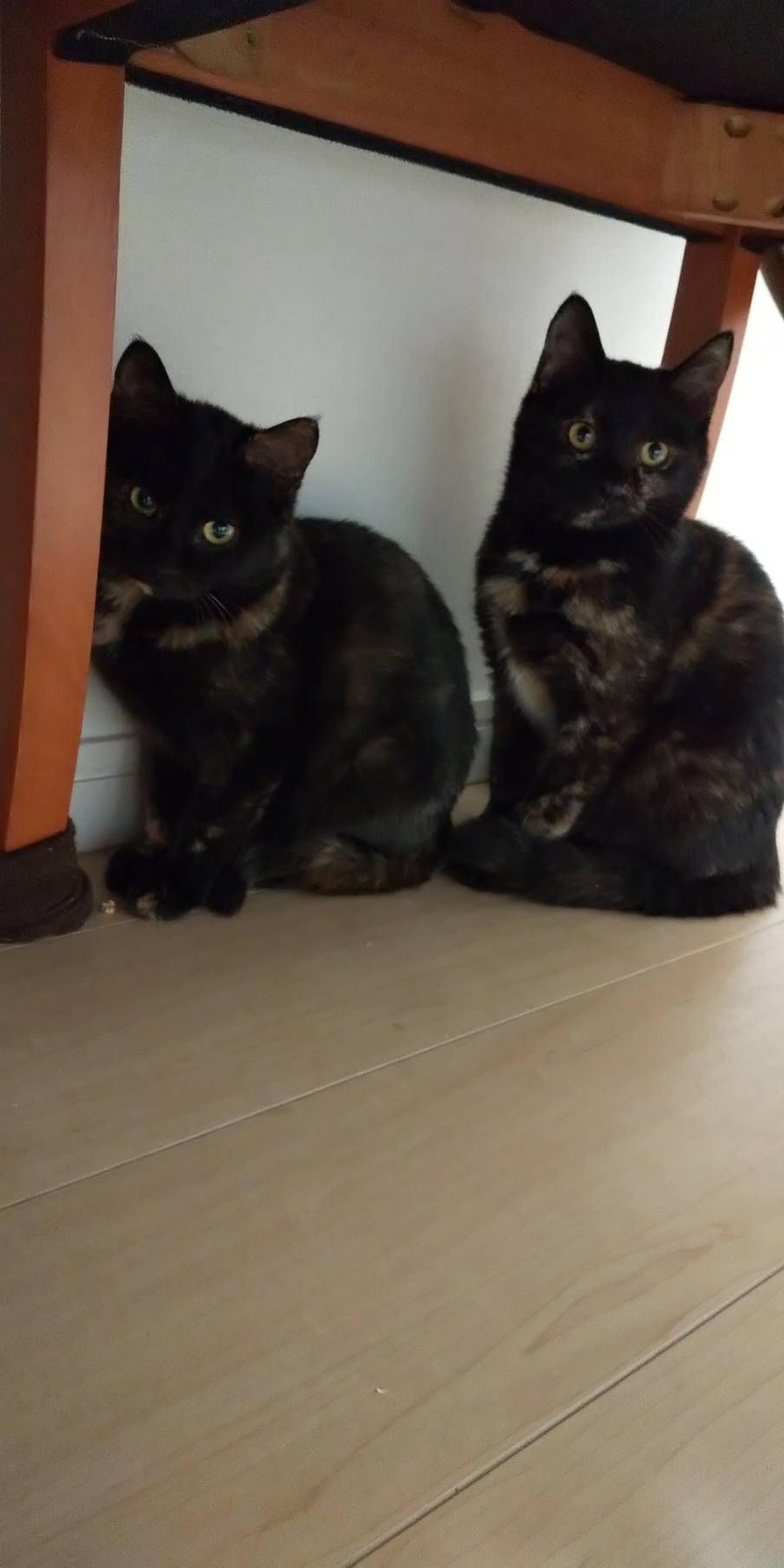 pet-image-5