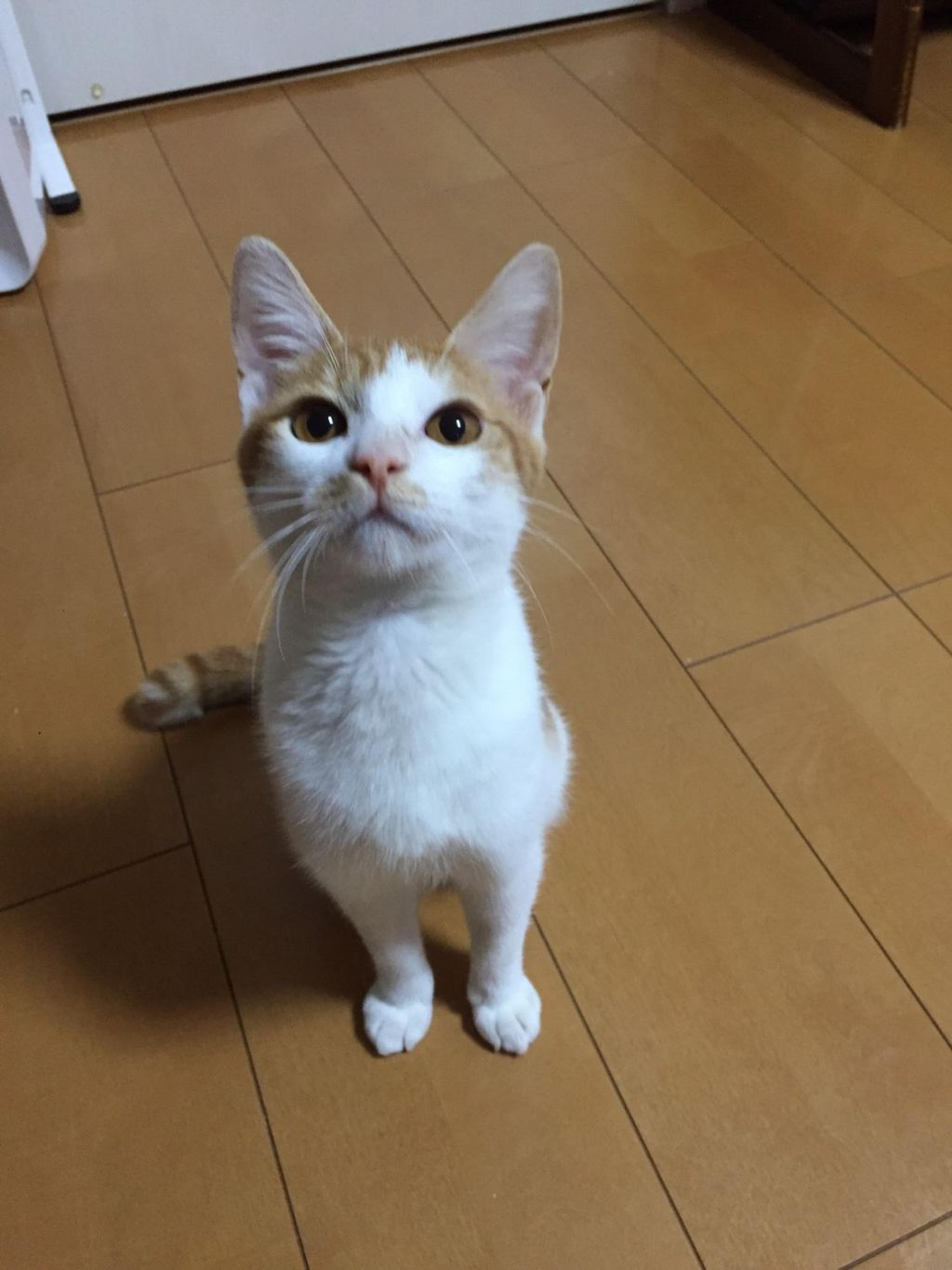 pet-image-2