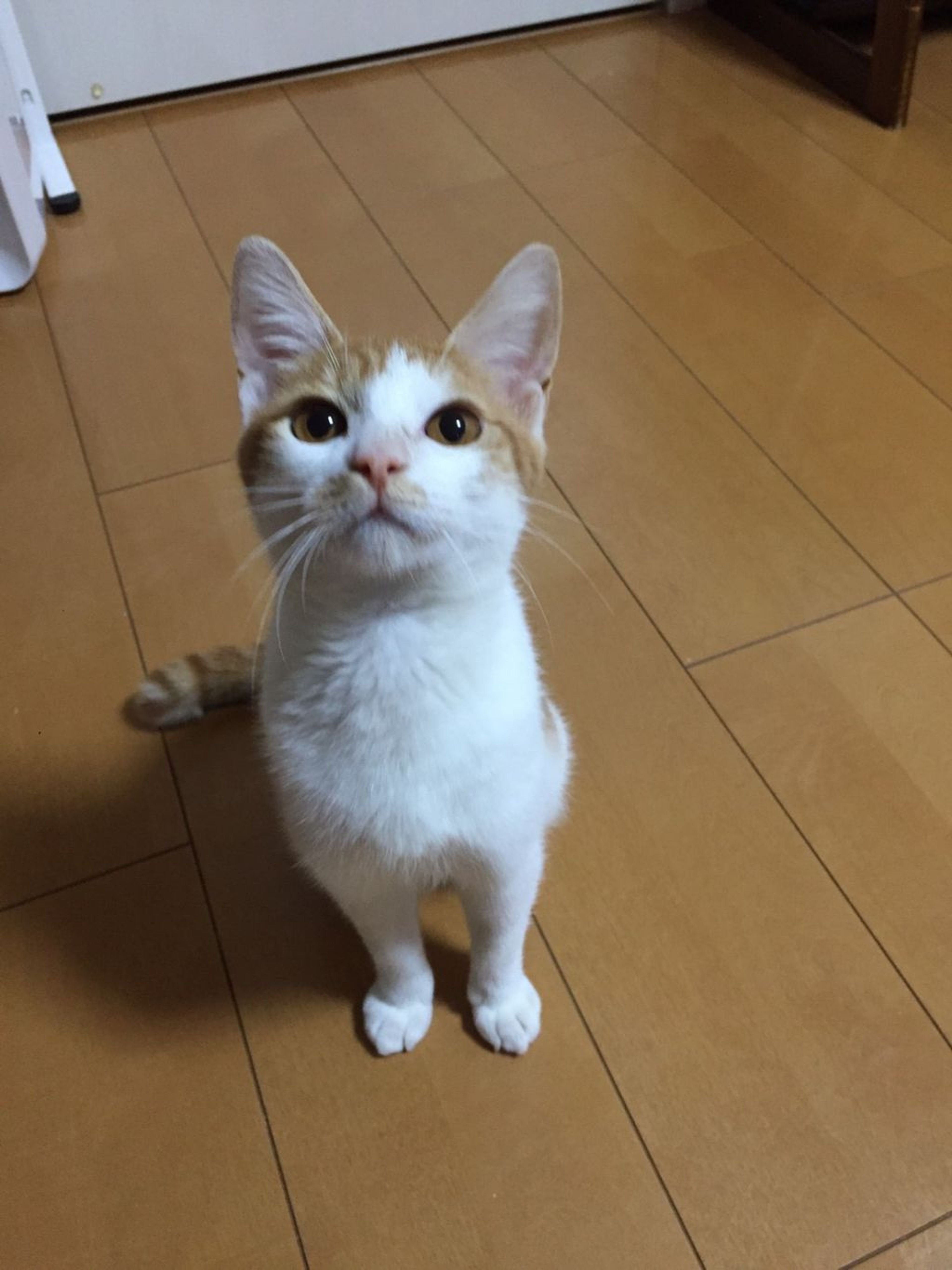 pet-image-2
