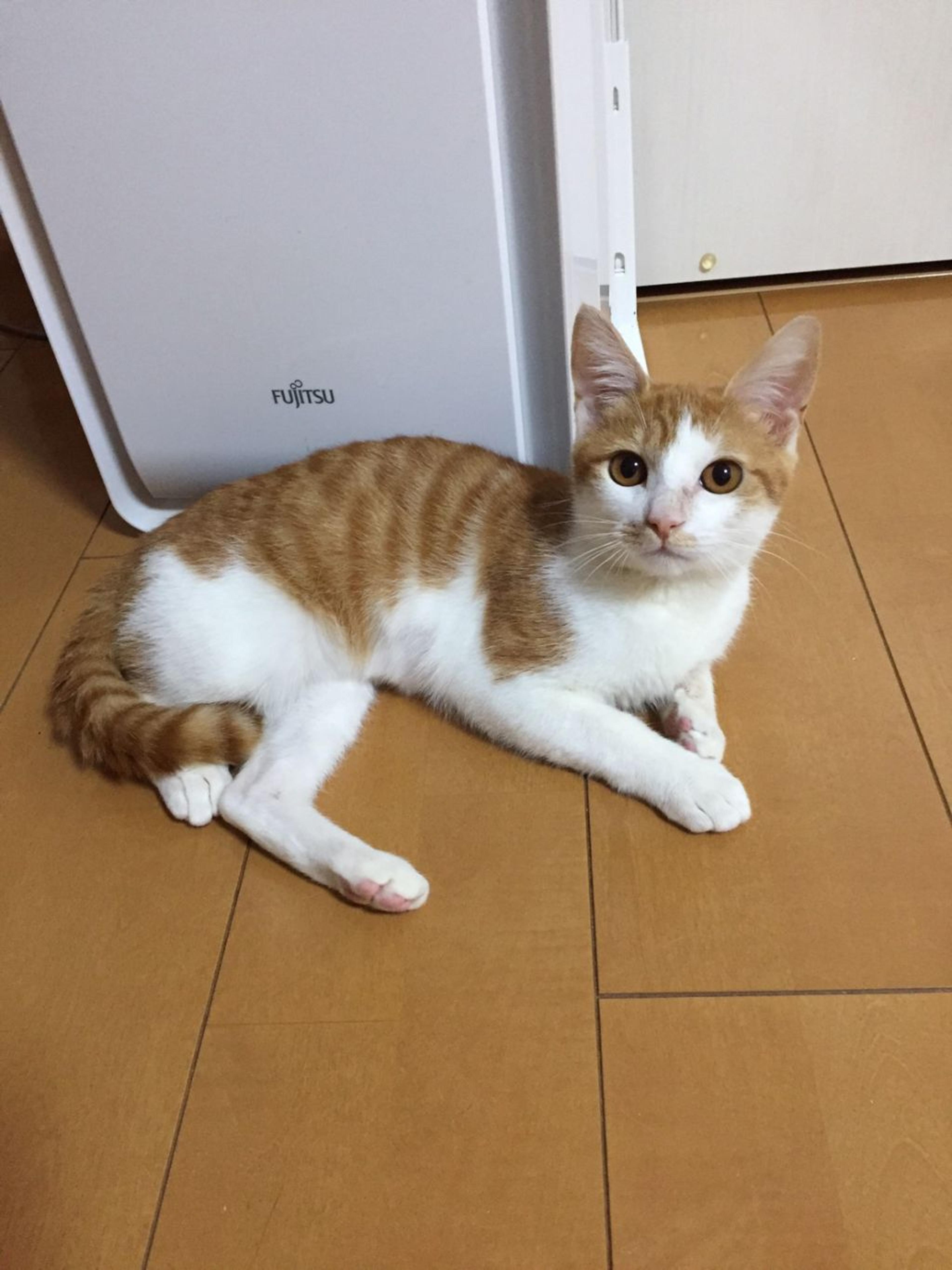 pet-image-3