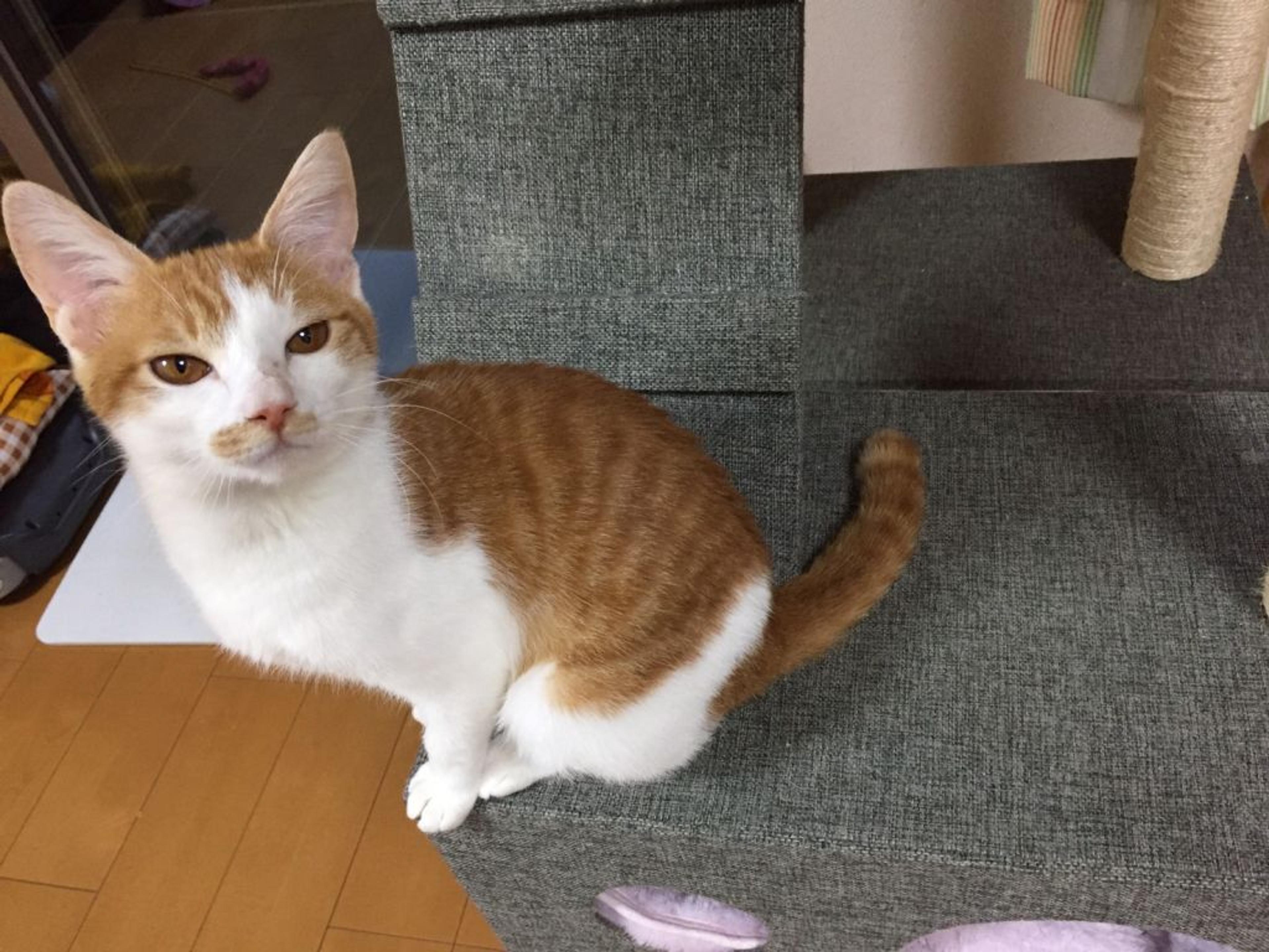 pet-image-4