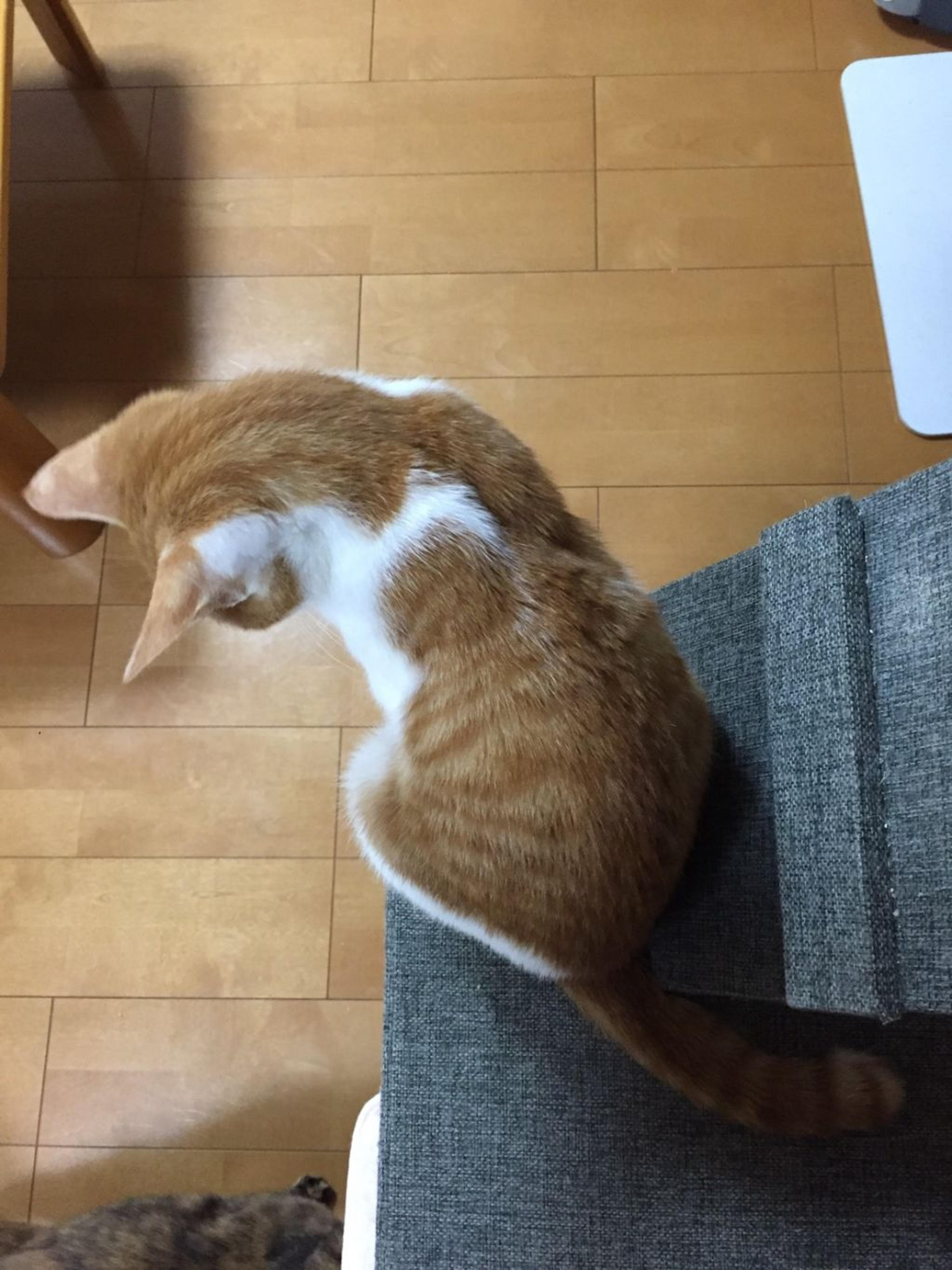 pet-image-5