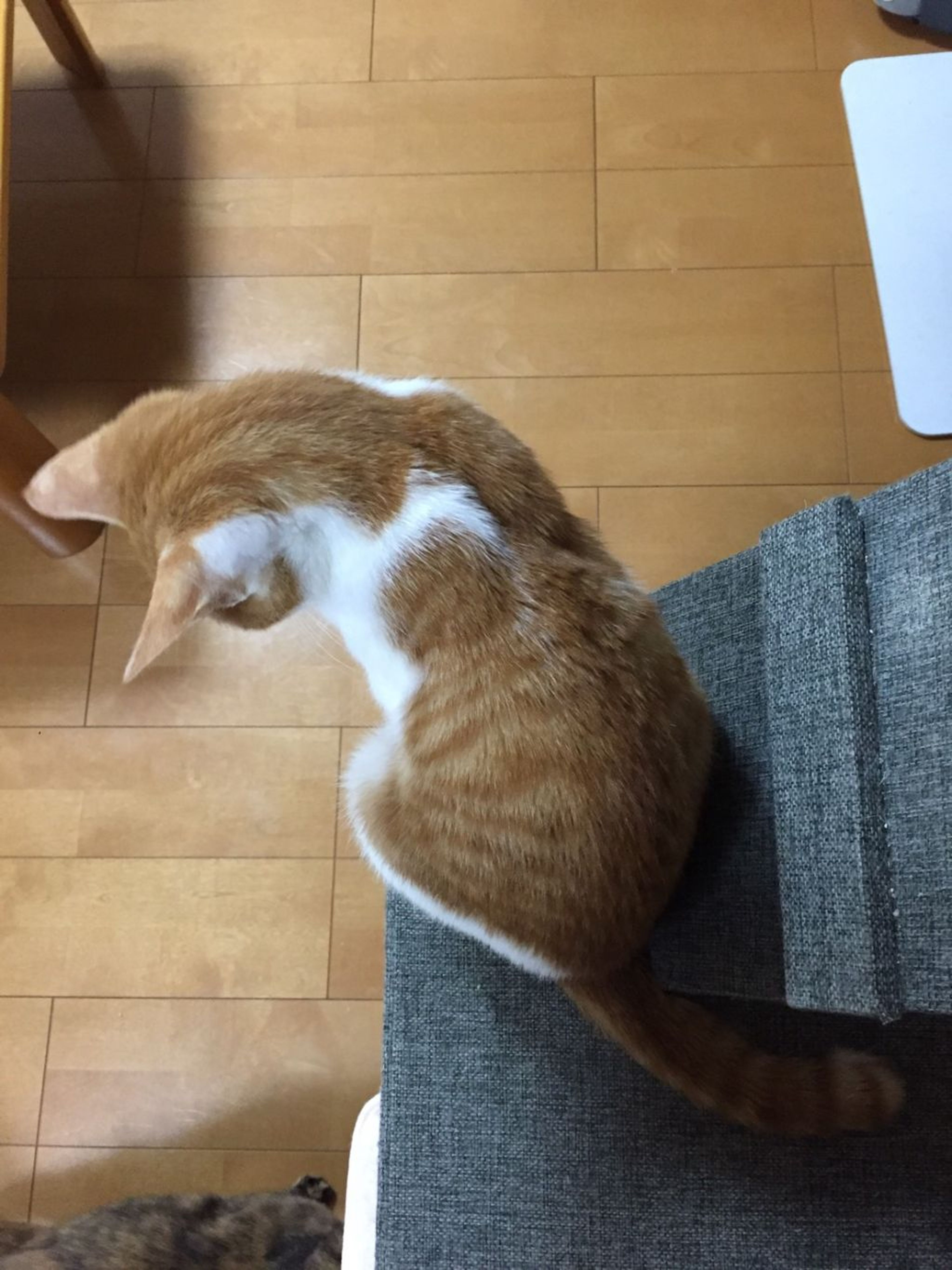 pet-image-5