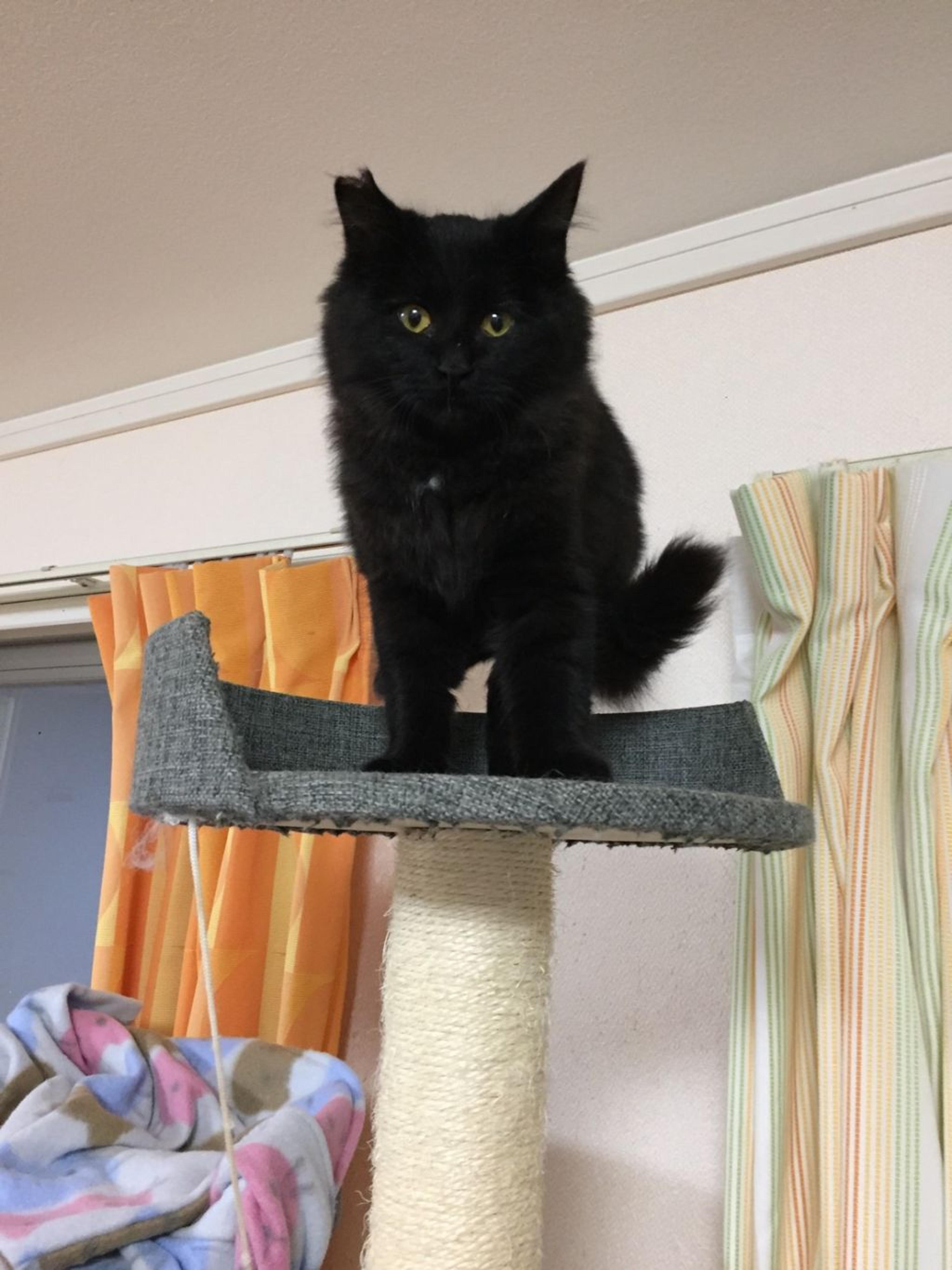 pet-image-2