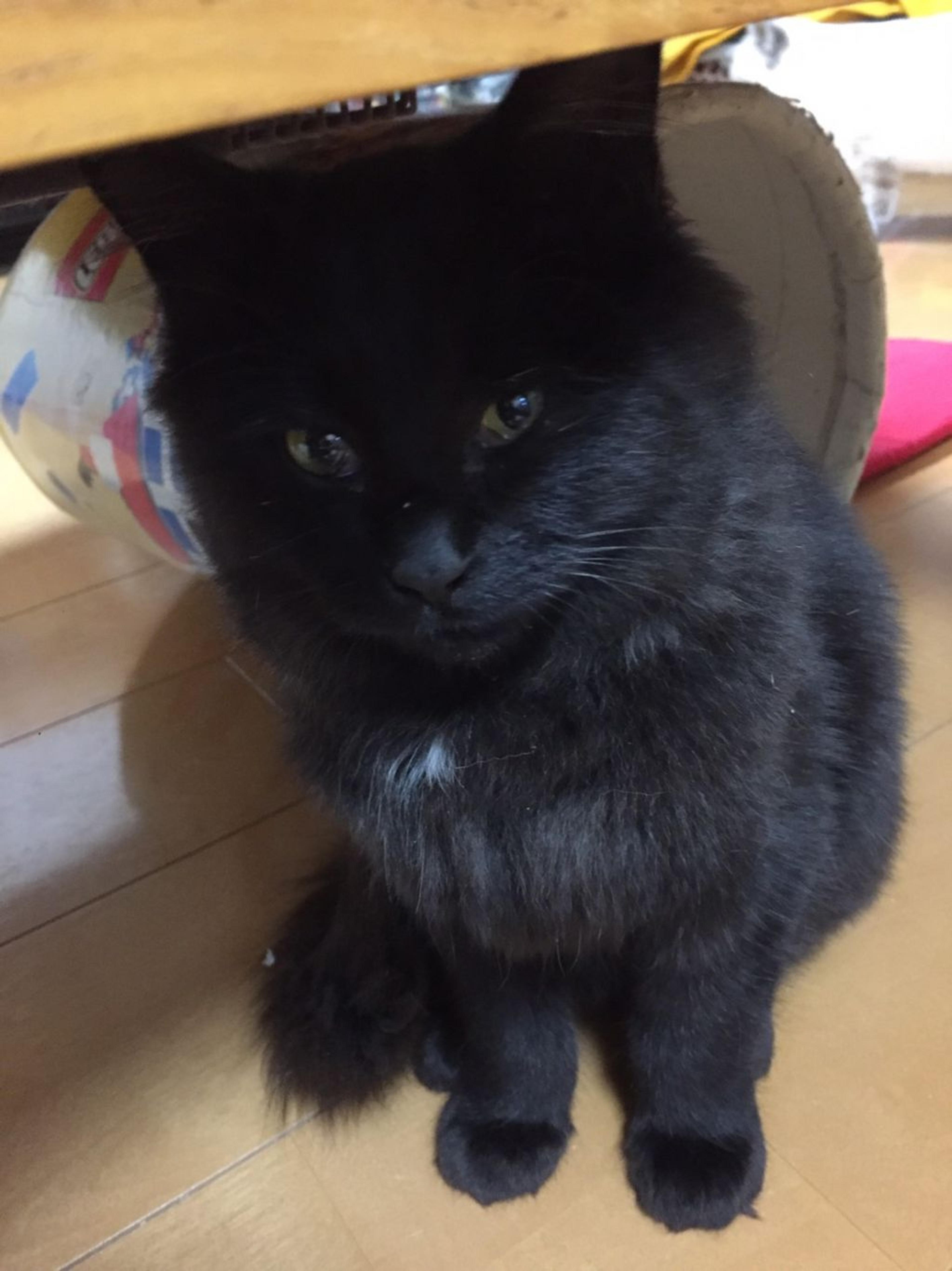 pet-image-5