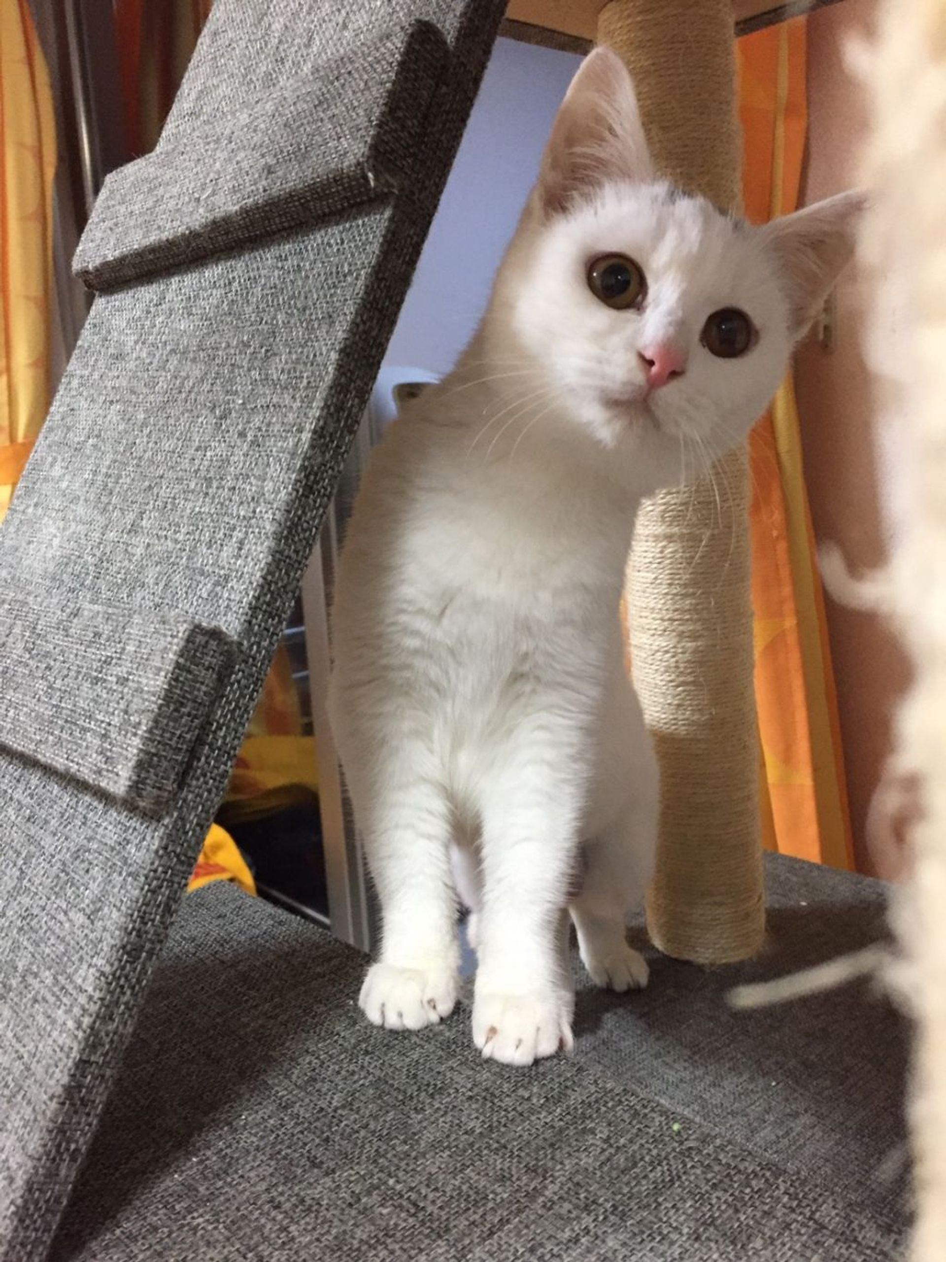 雑種（ミックス猫）・メスの里親募集の写真