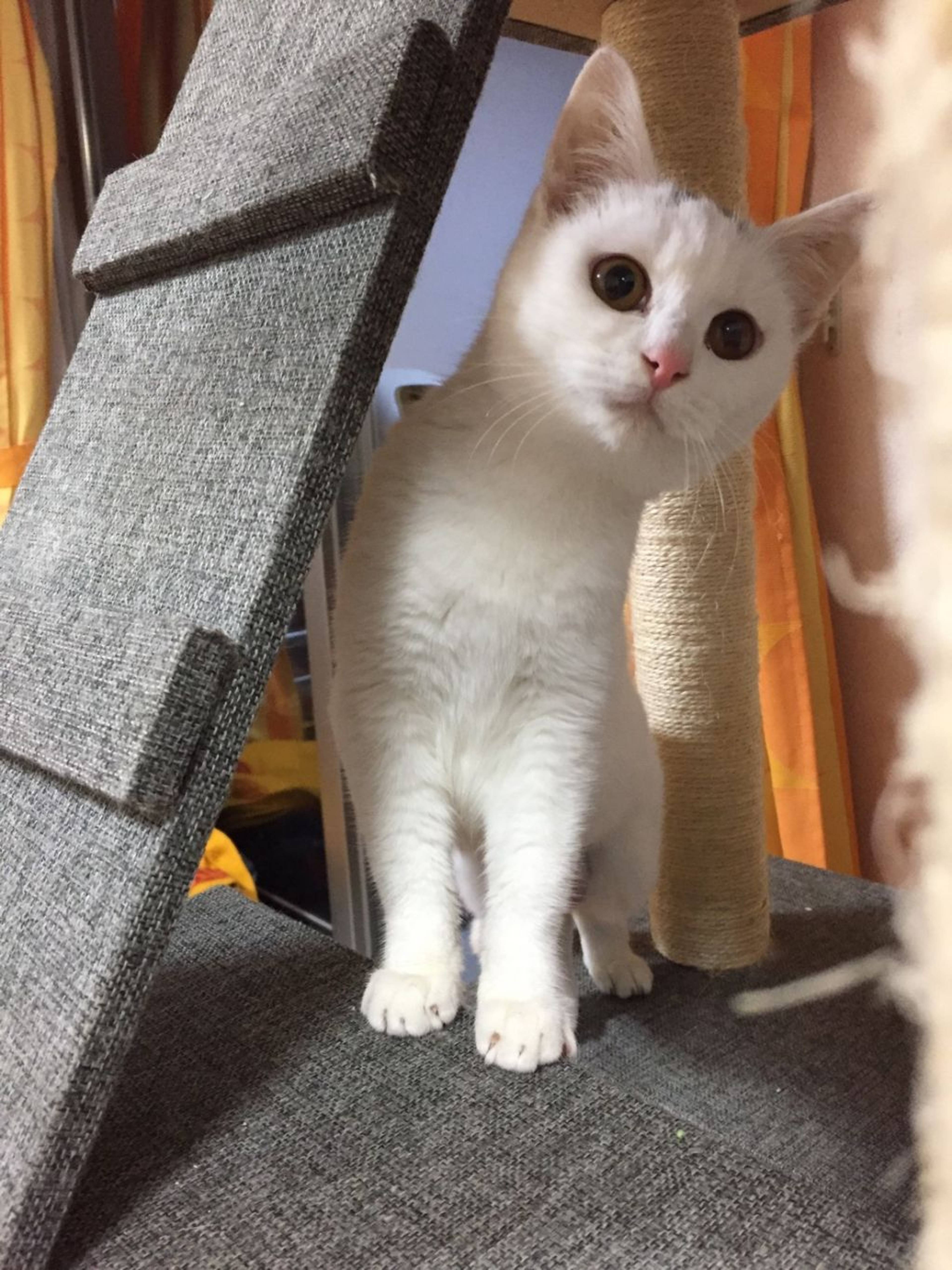 雑種（ミックス猫）・メスの里親募集の写真
