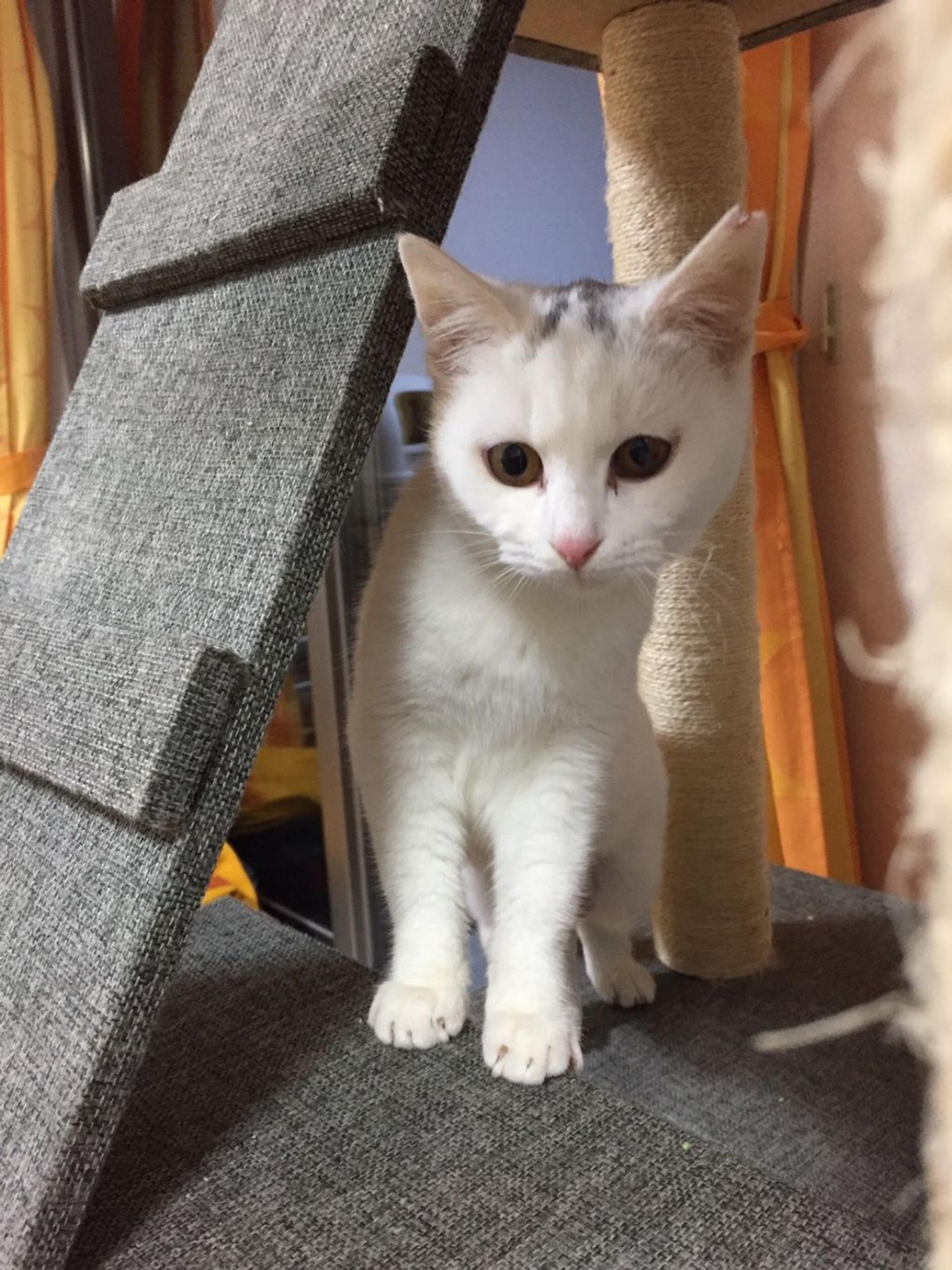 pet-image-3