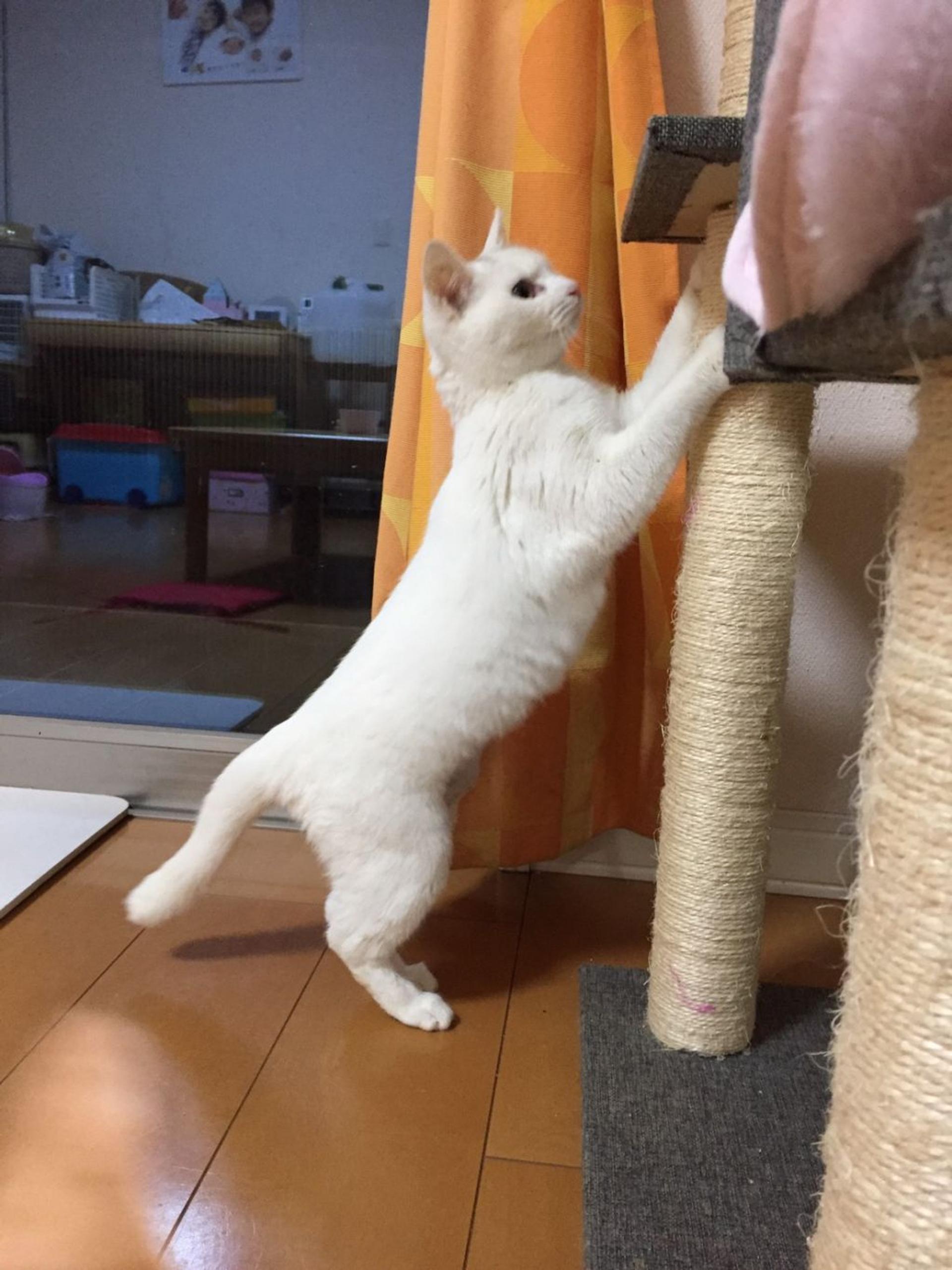 pet-image-4