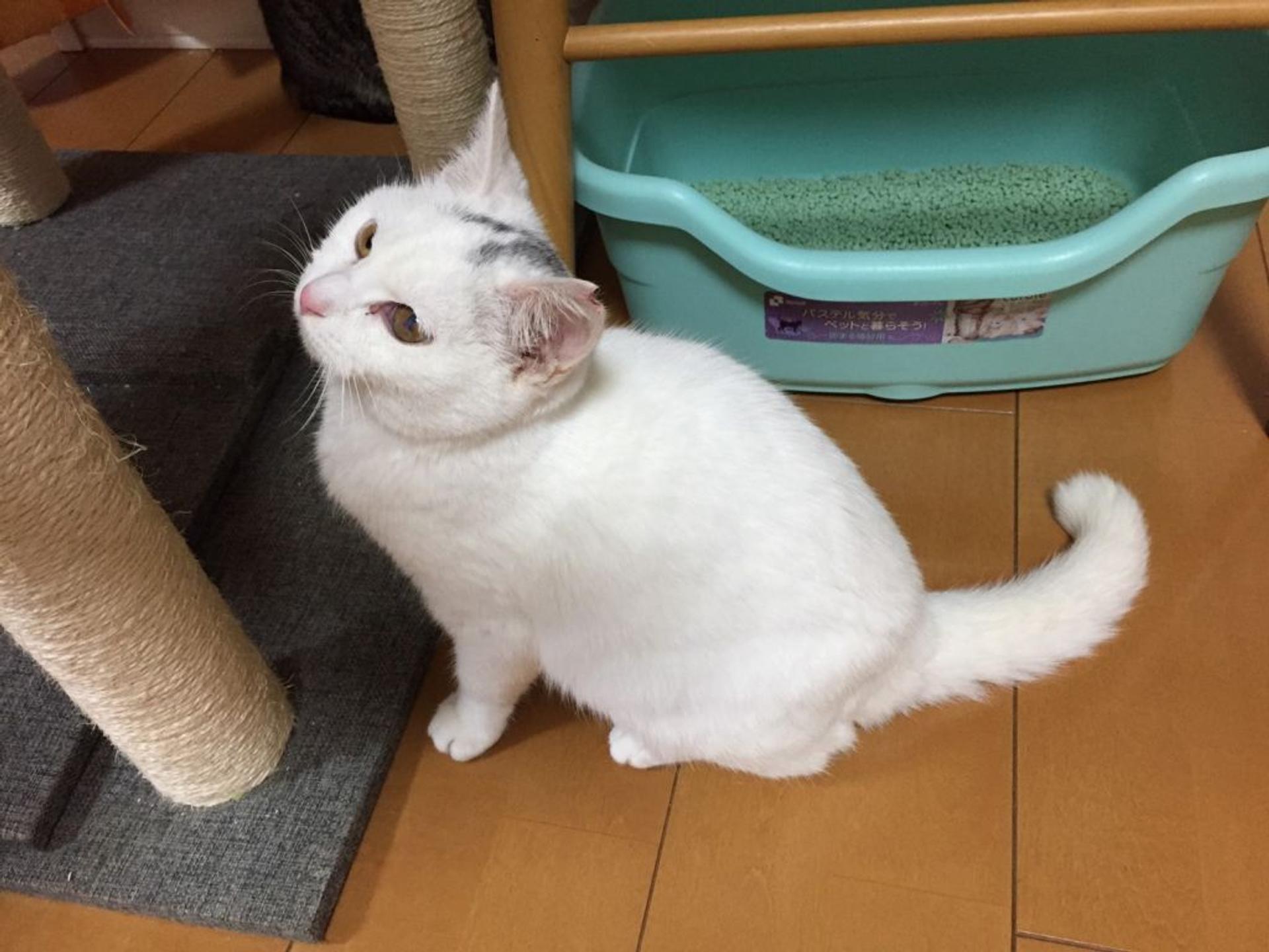 pet-image-5