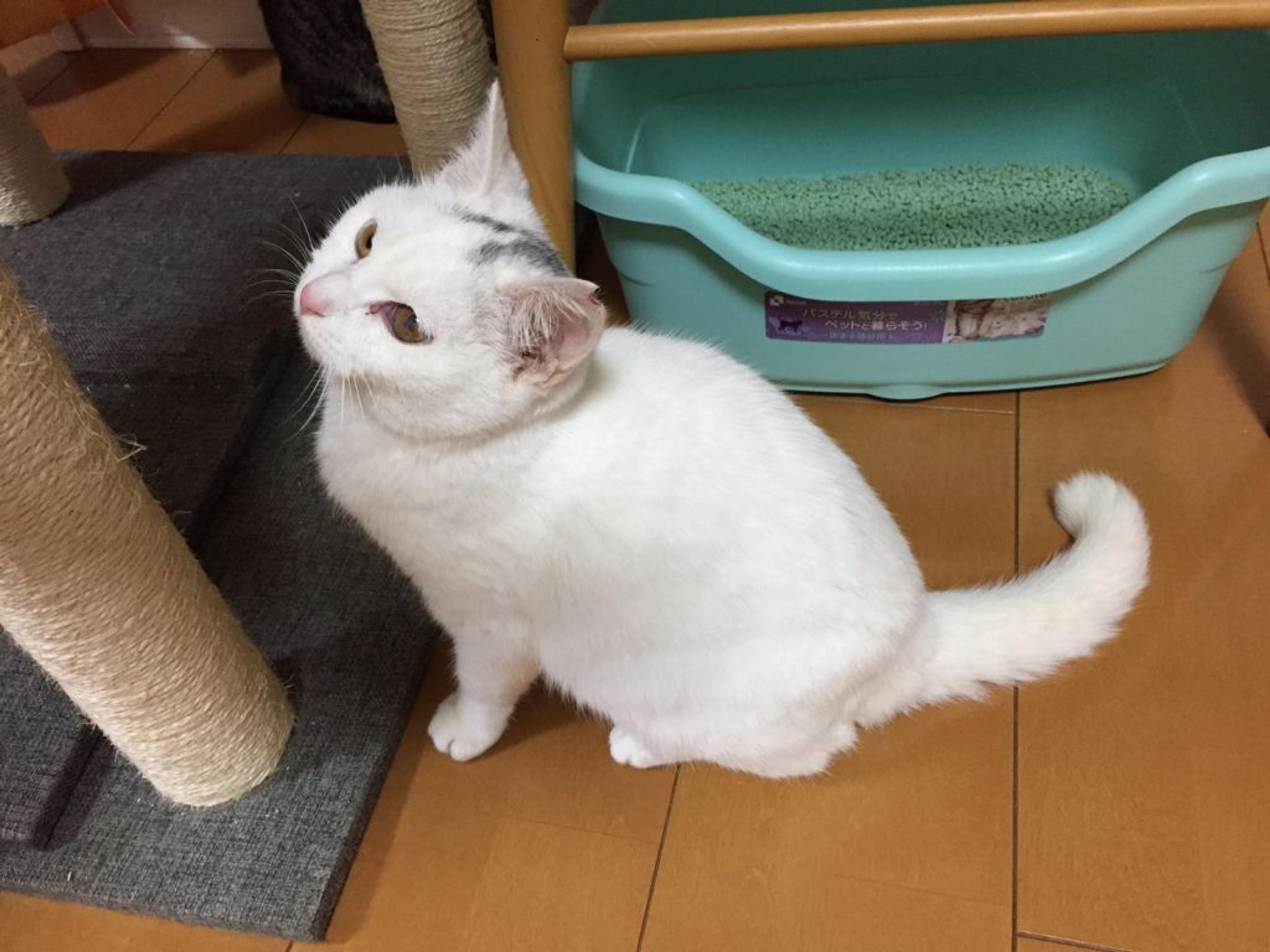 pet-image-5