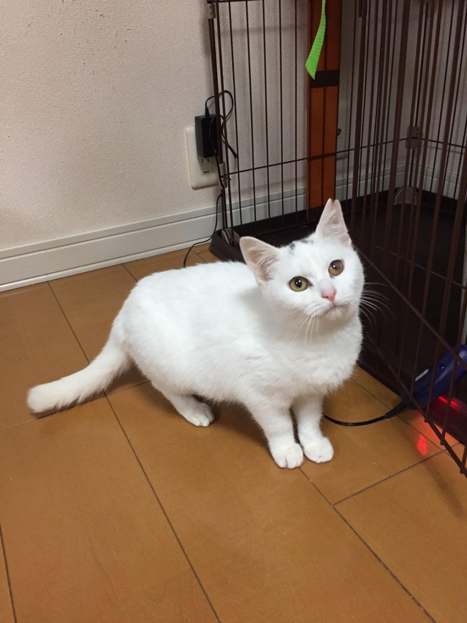 pet-image-7