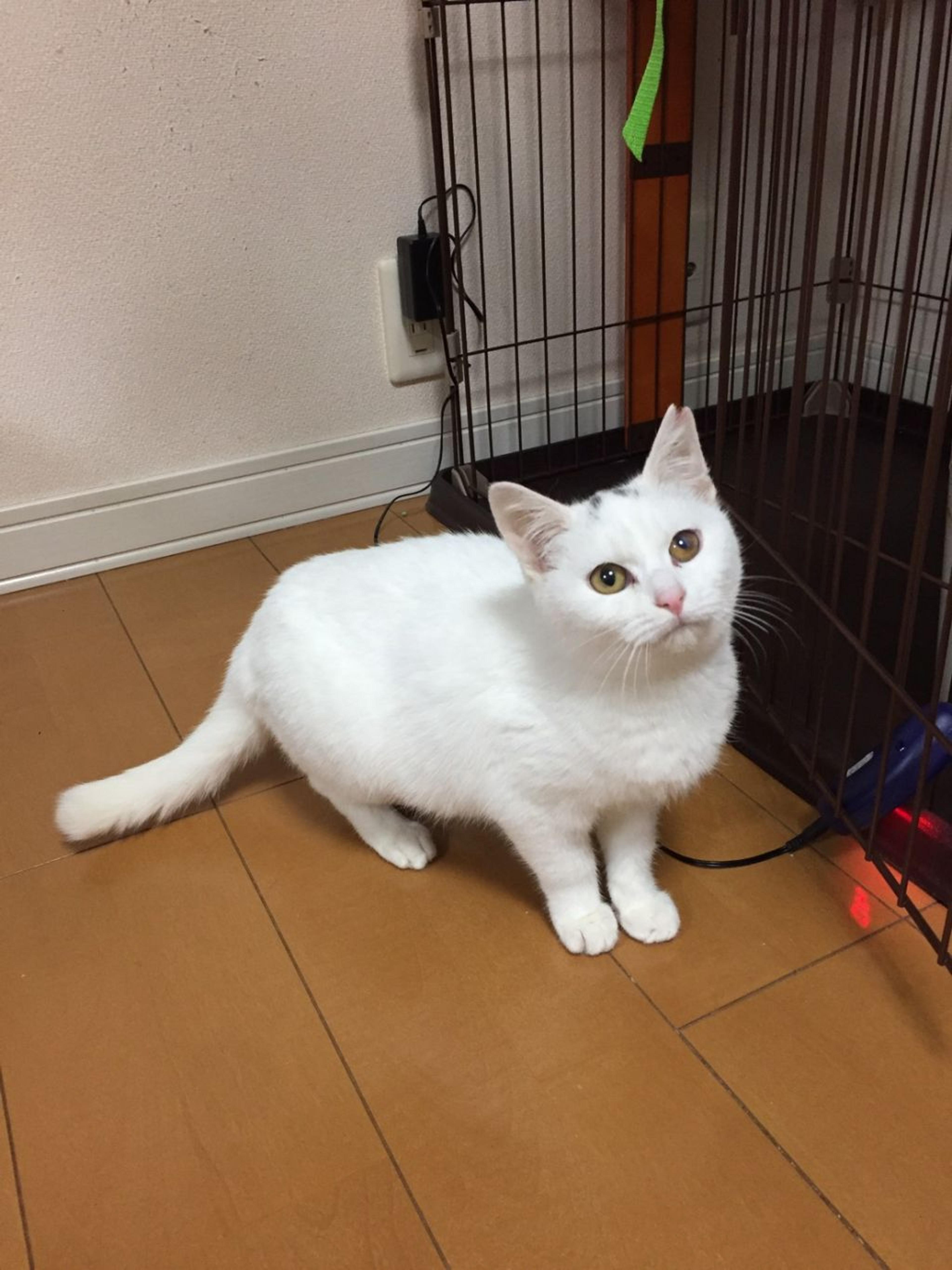 pet-image-7