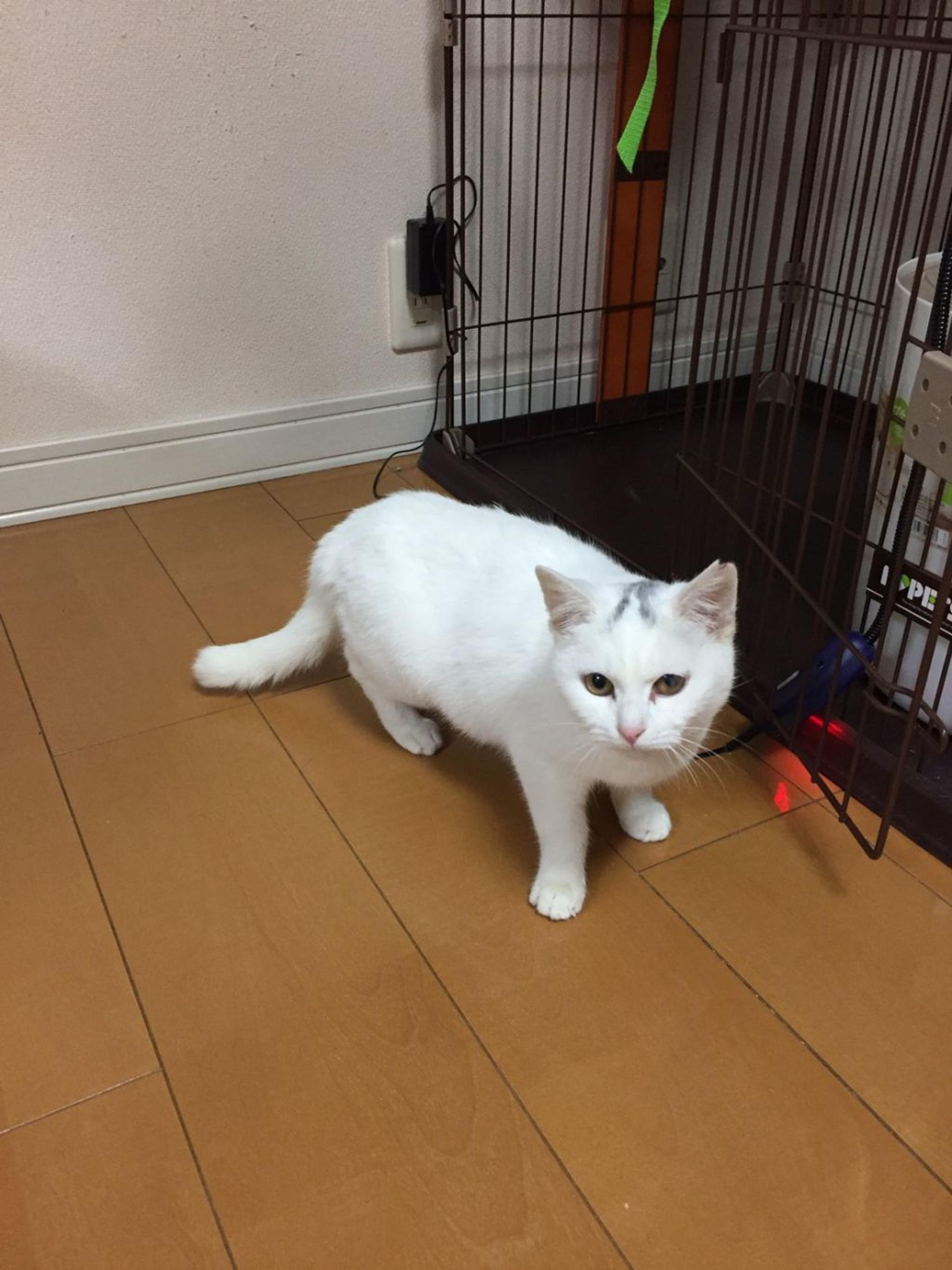 pet-image-8
