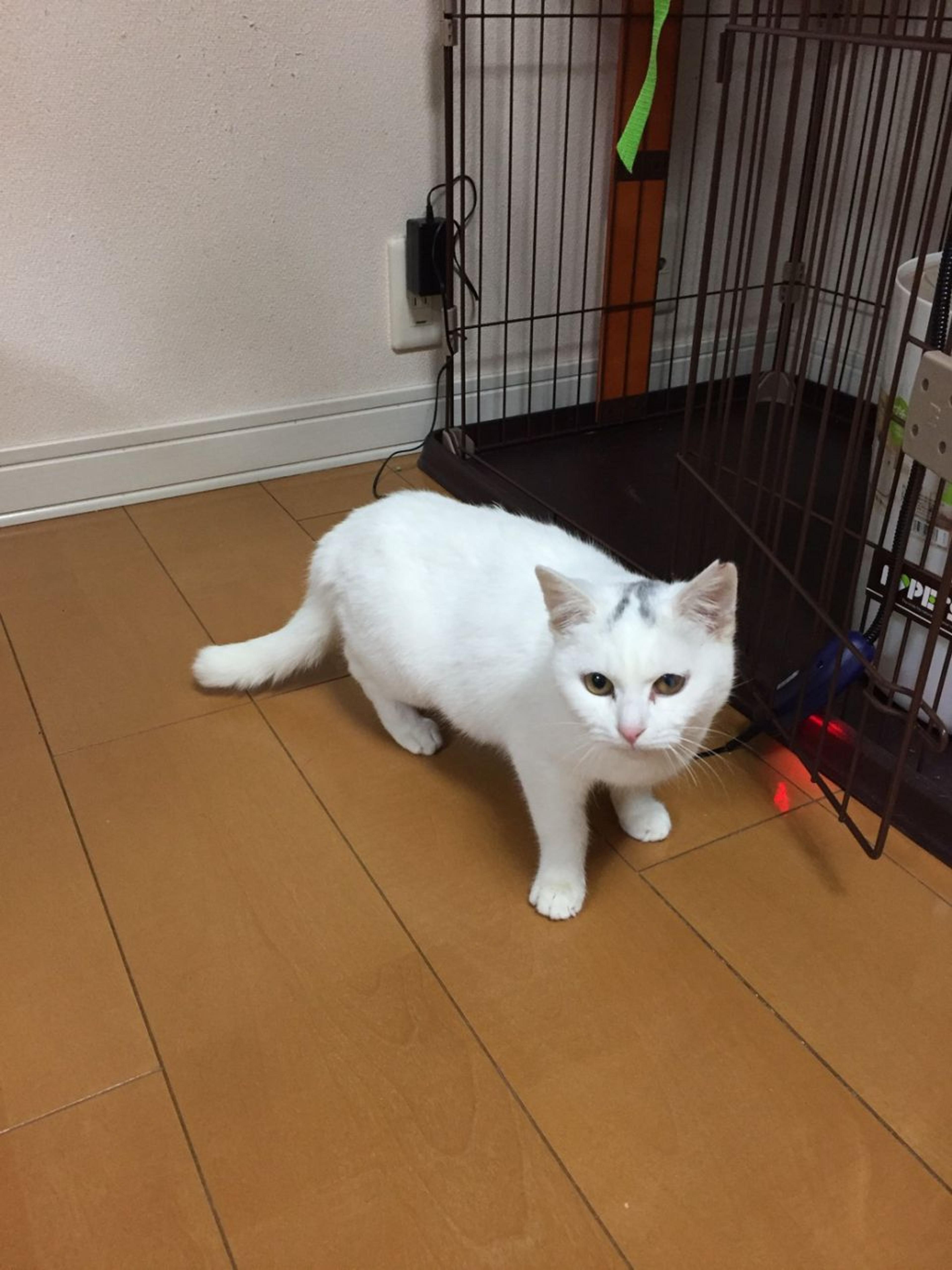 pet-image-8