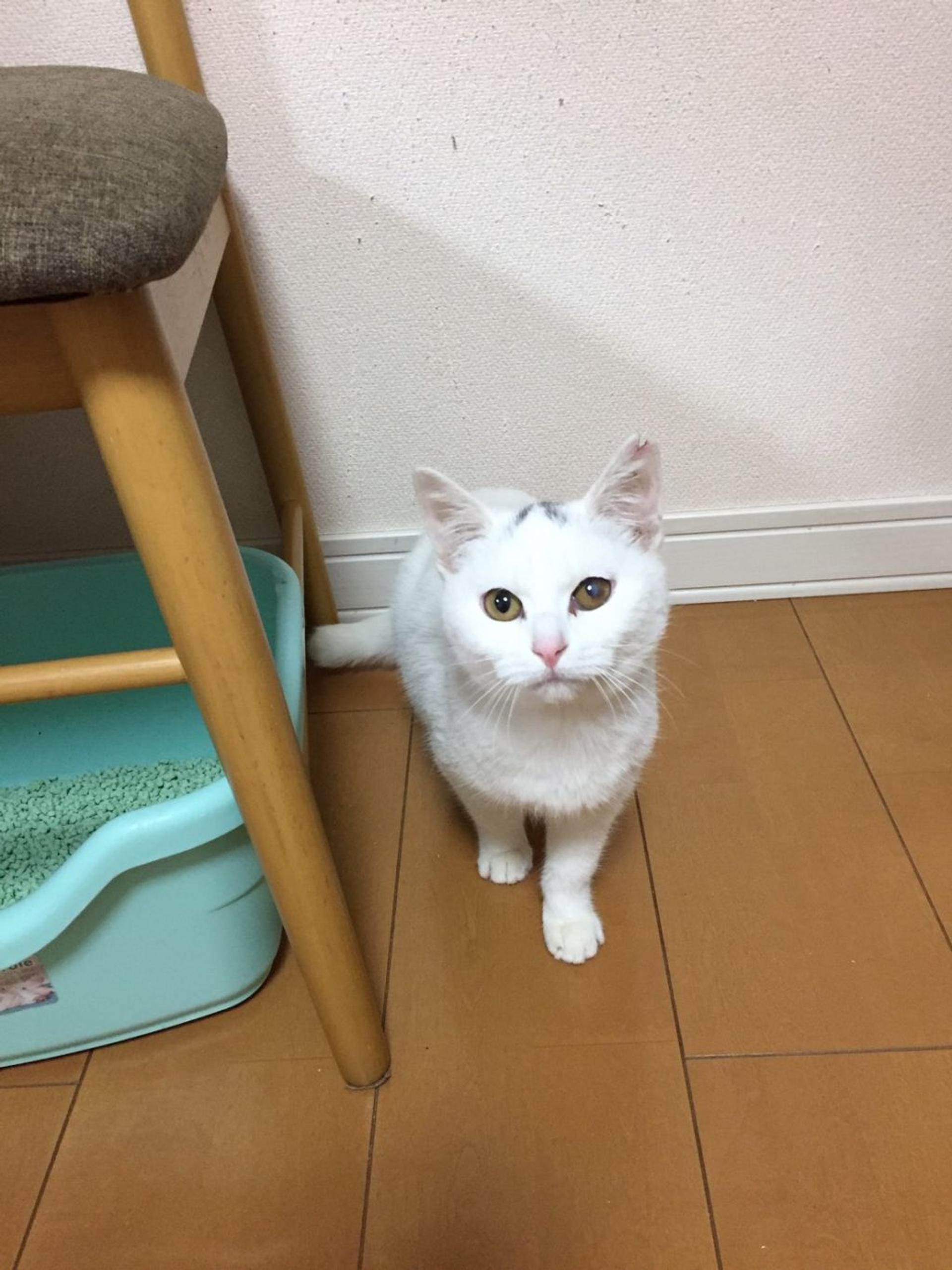 pet-image-9