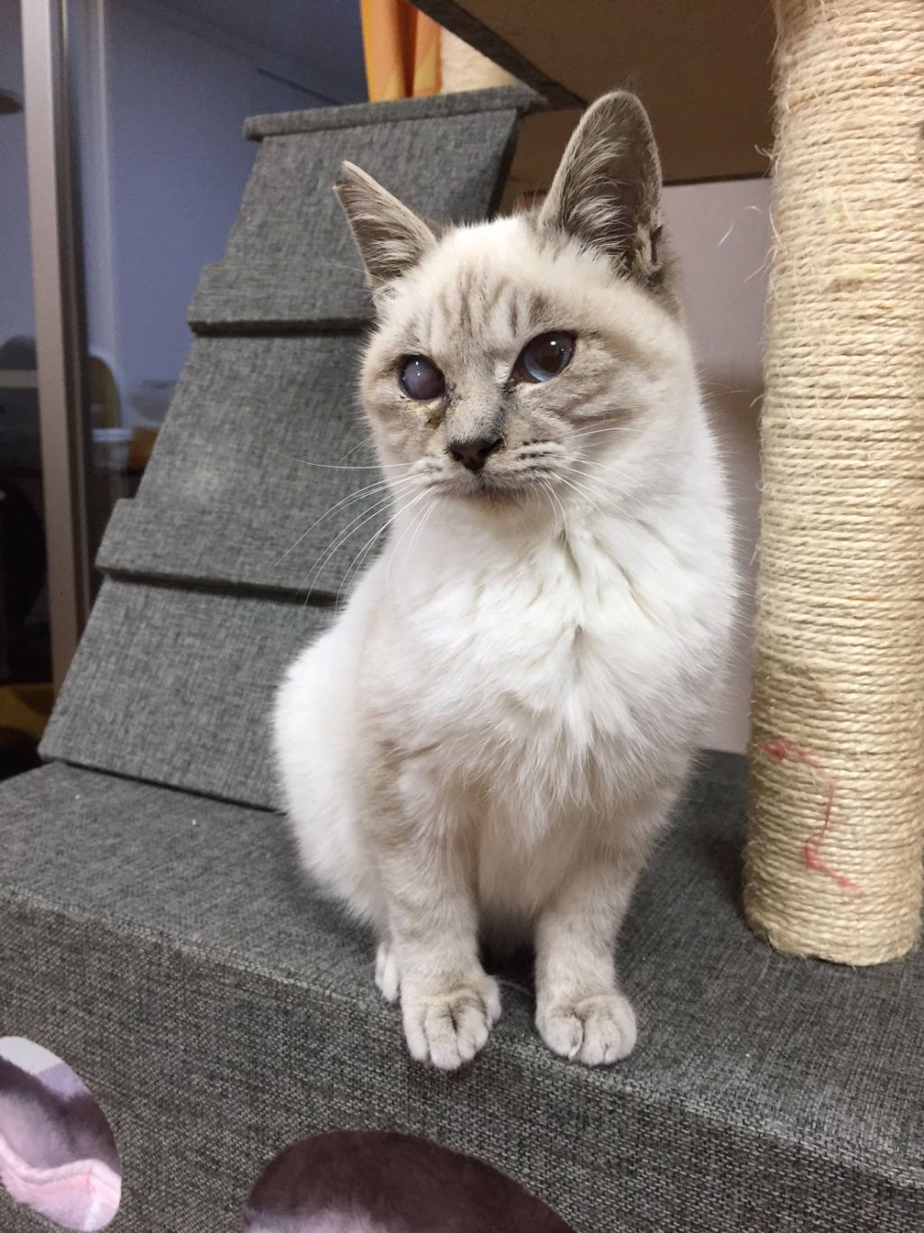 雑種（ミックス猫）・オスの里親募集の写真