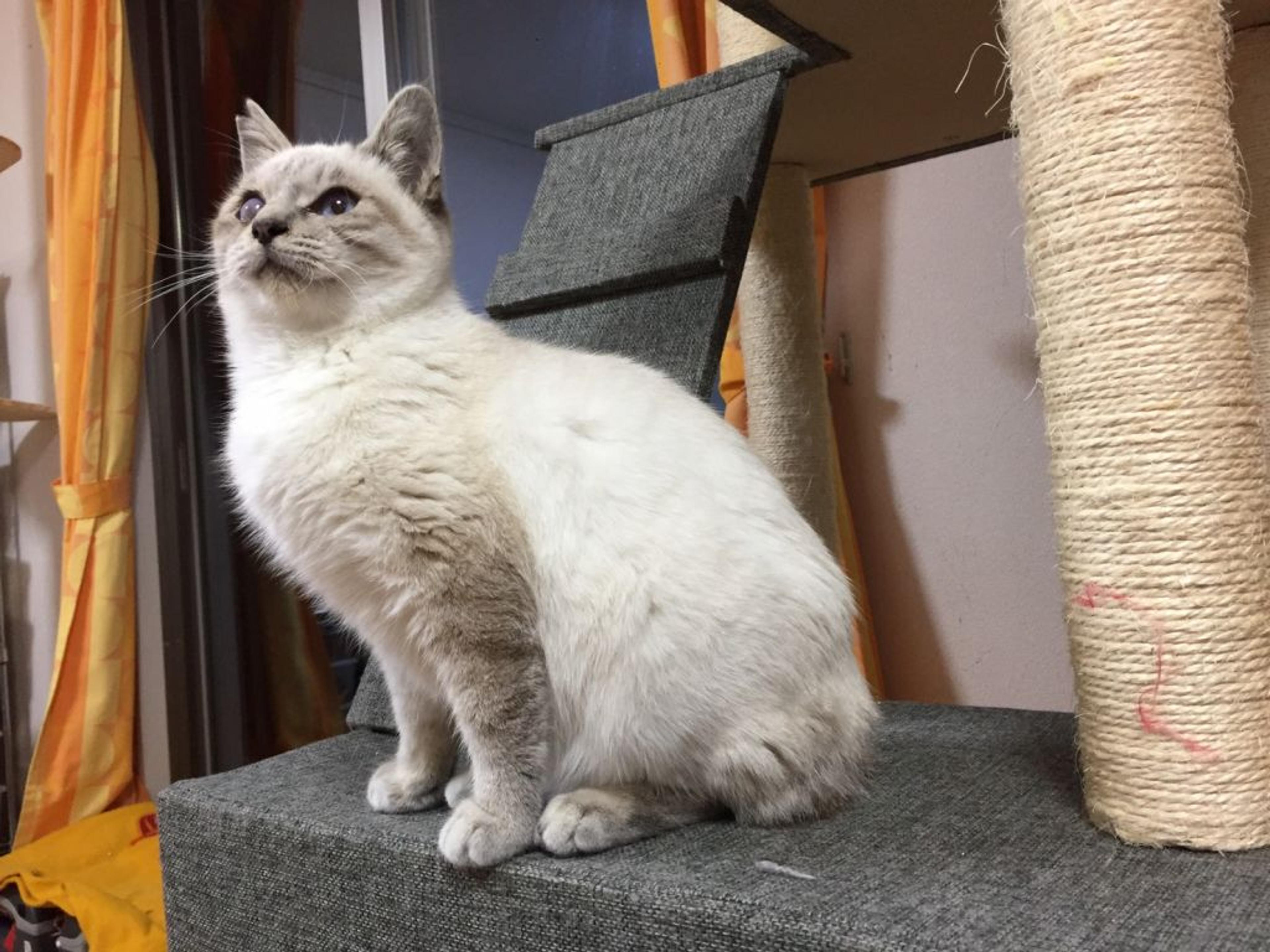 pet-image-2