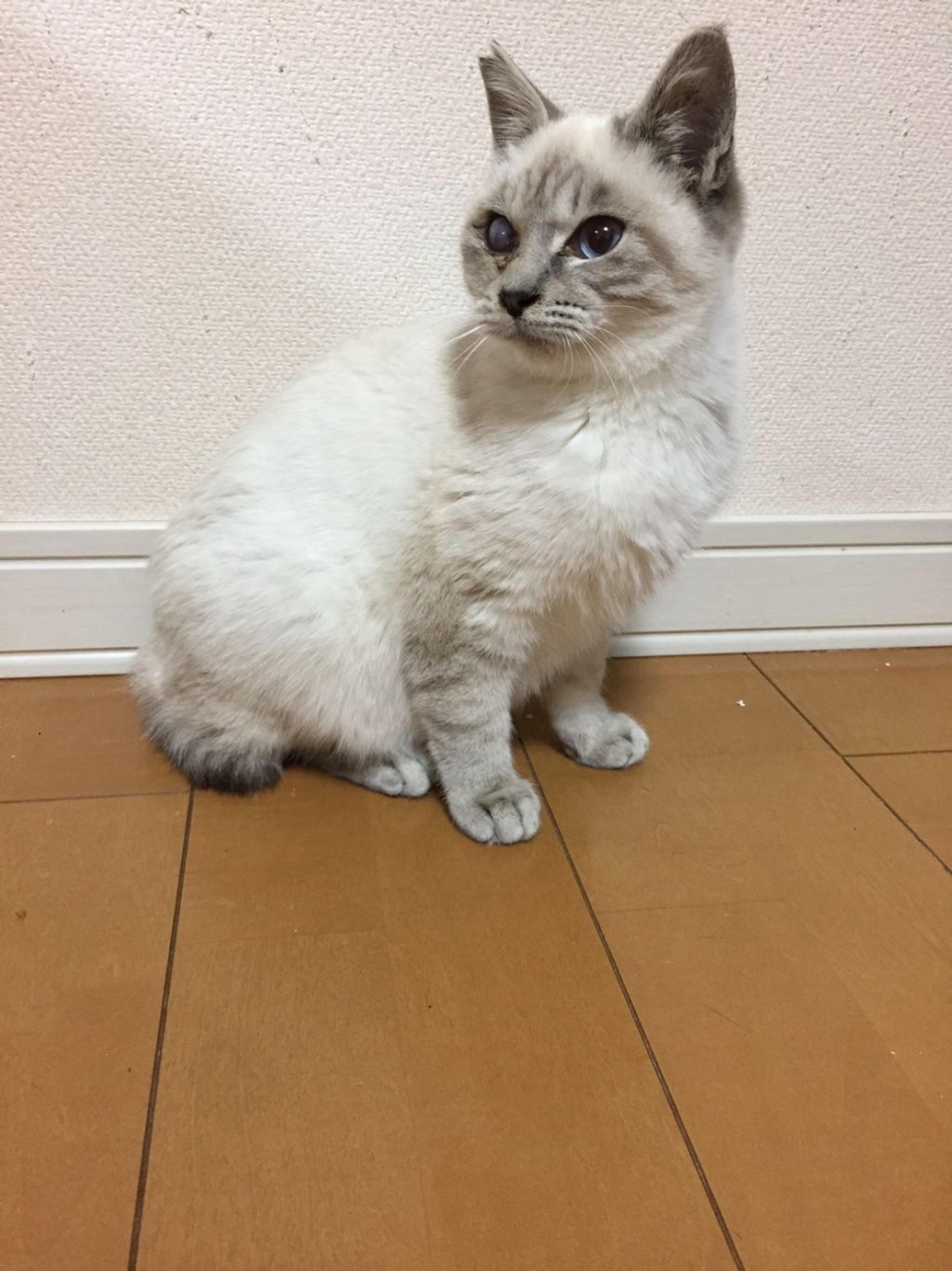 pet-image-3