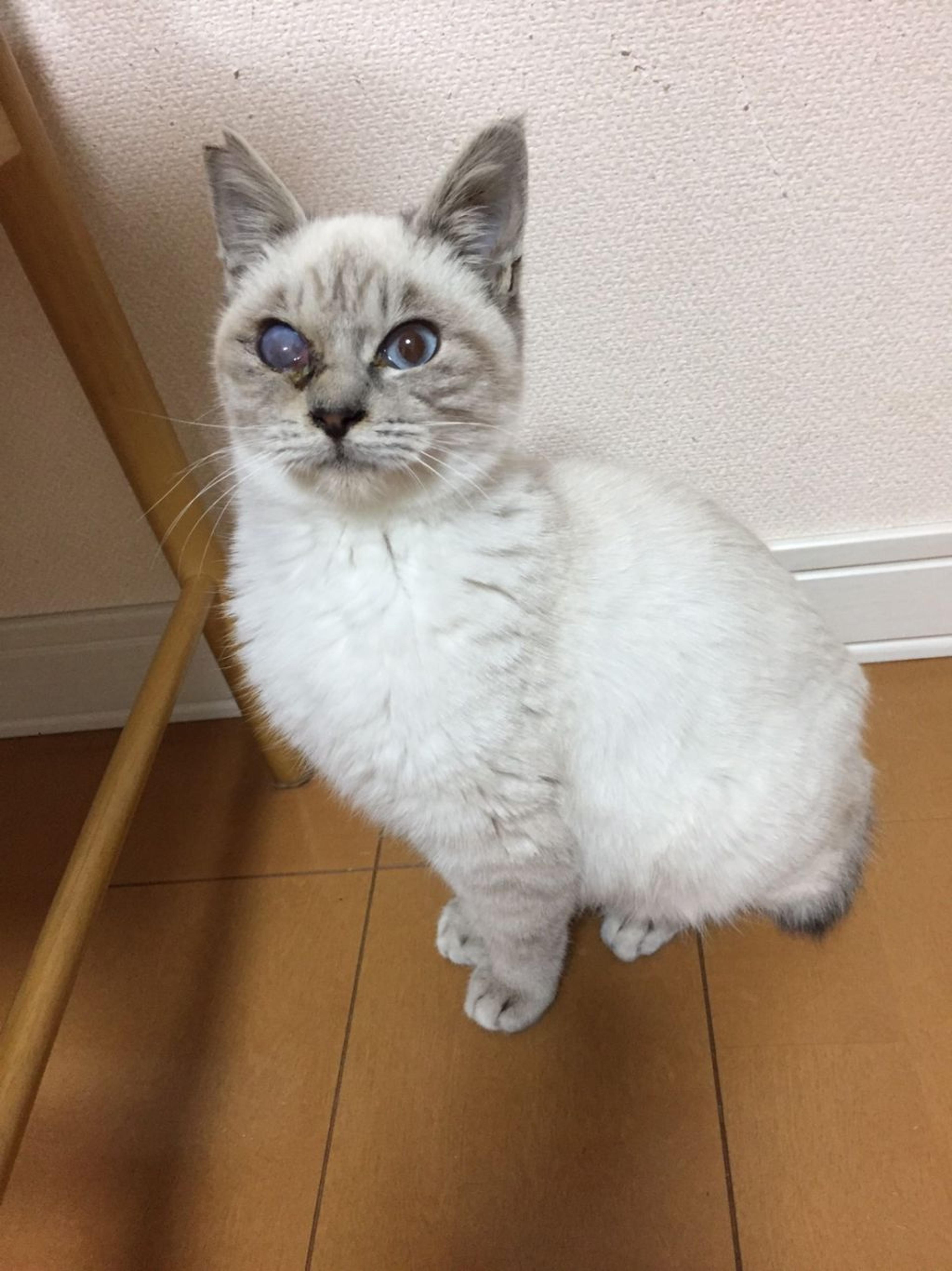 pet-image-4