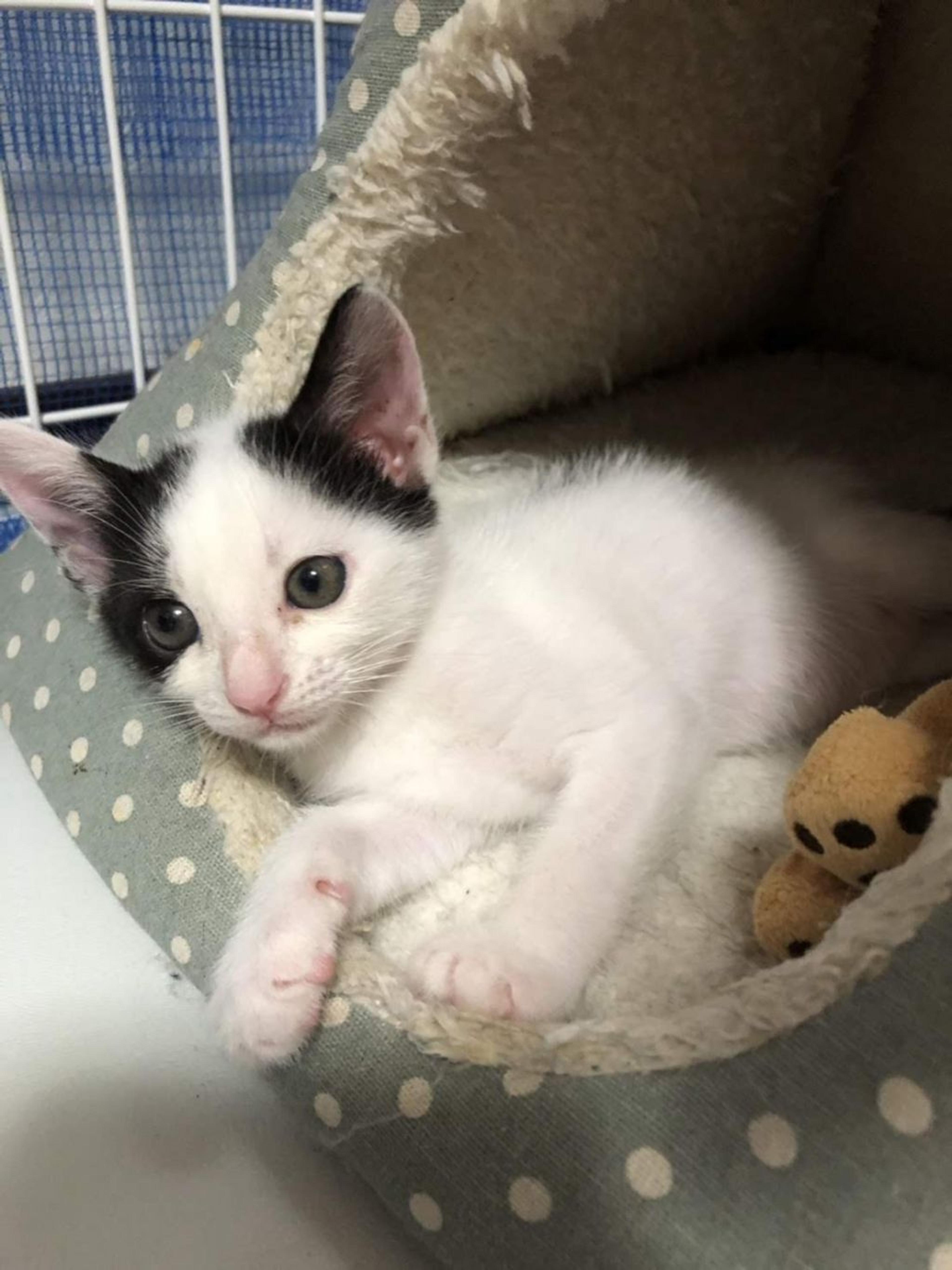 pet-image-2
