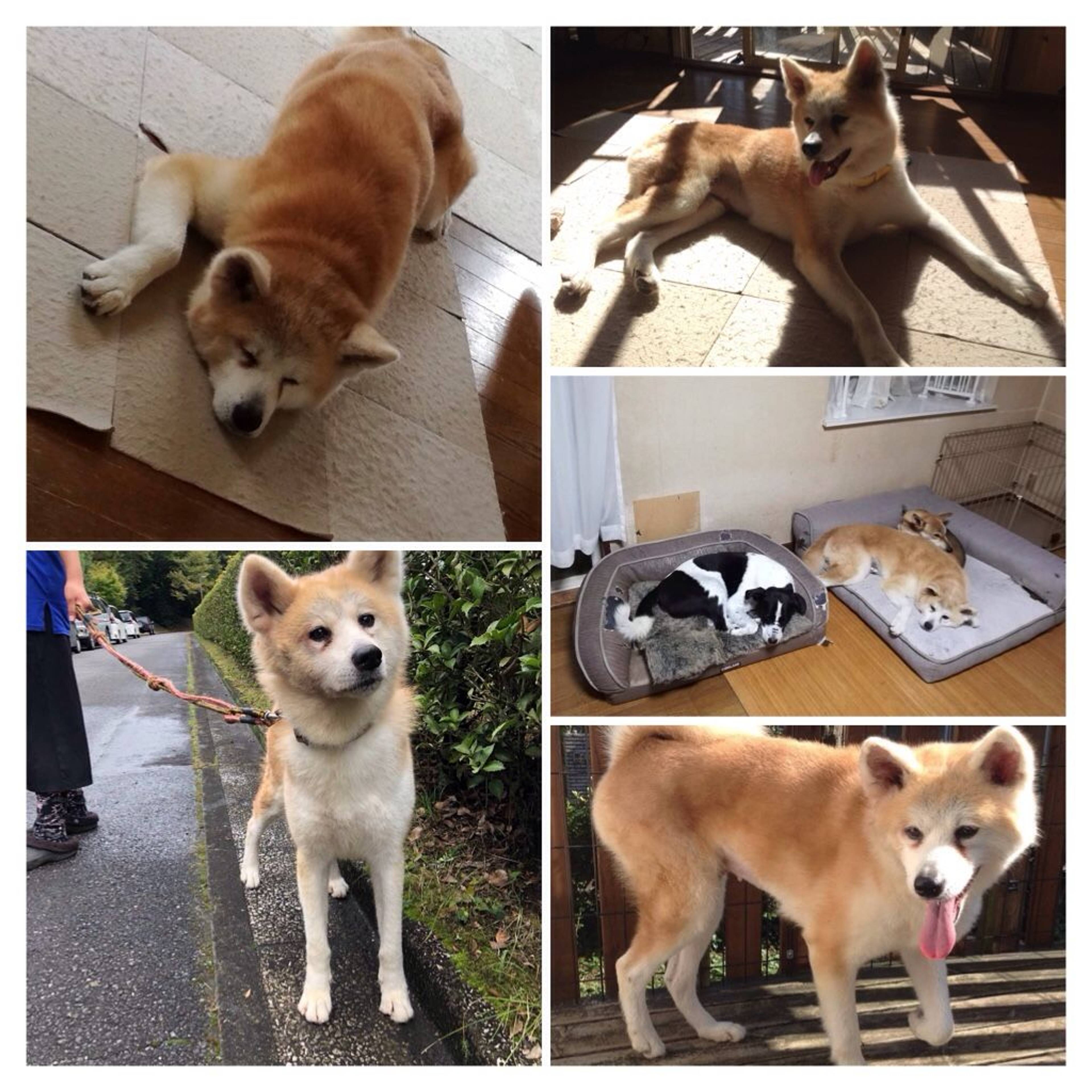 秋田犬・メスの里親募集の写真