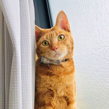 チャタの写真