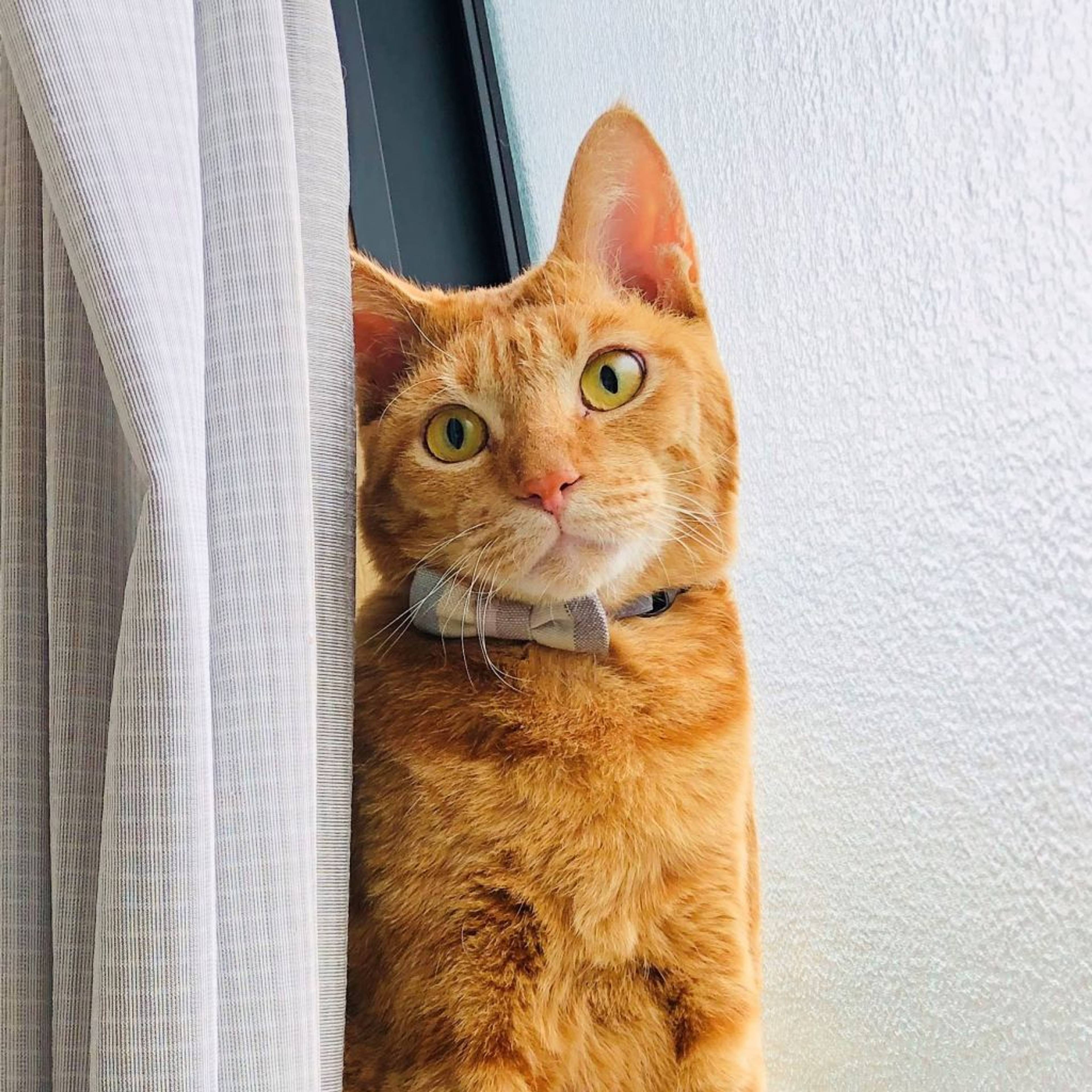 雑種（ミックス猫）・オスの里親募集の写真