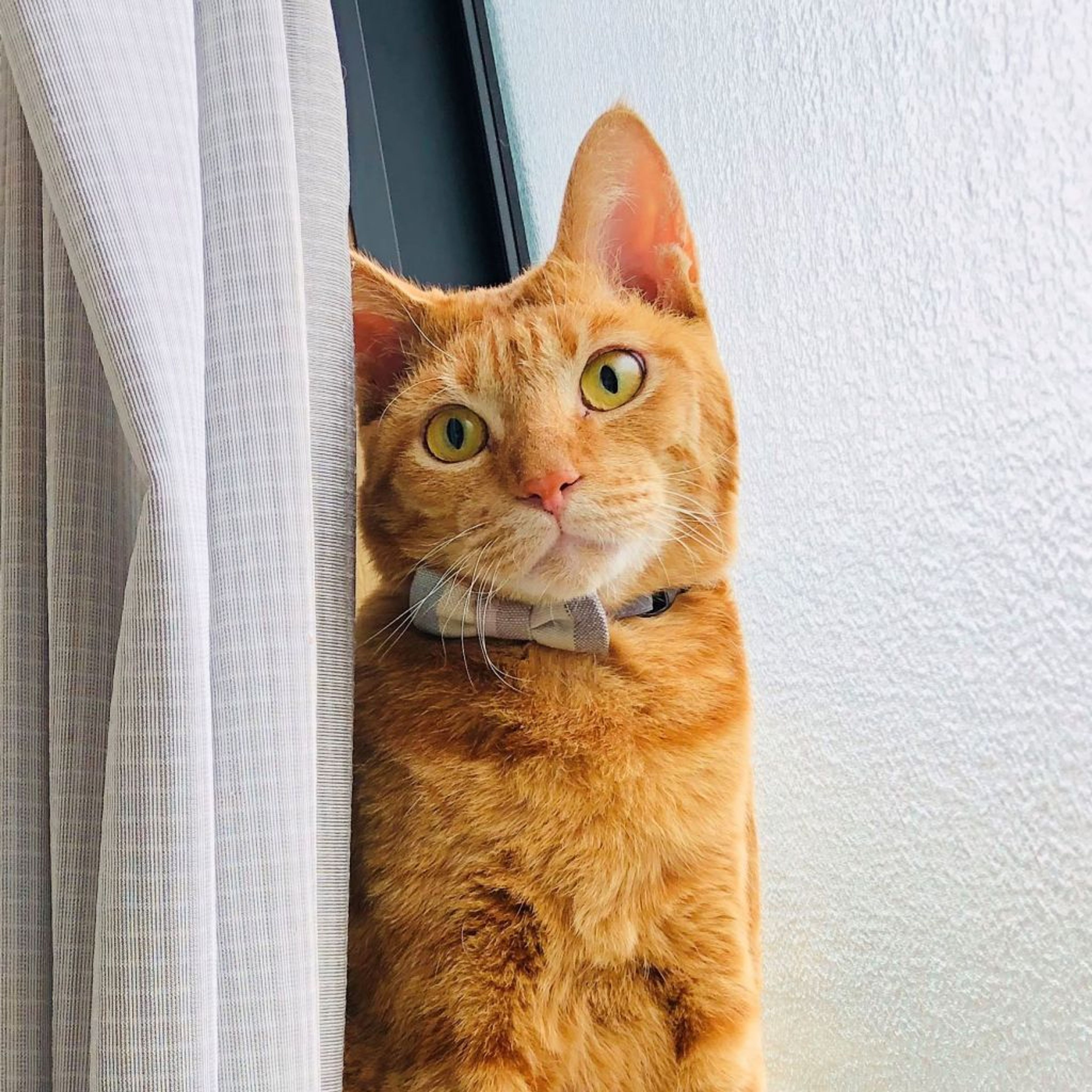 雑種（ミックス猫）・オスの里親募集の写真