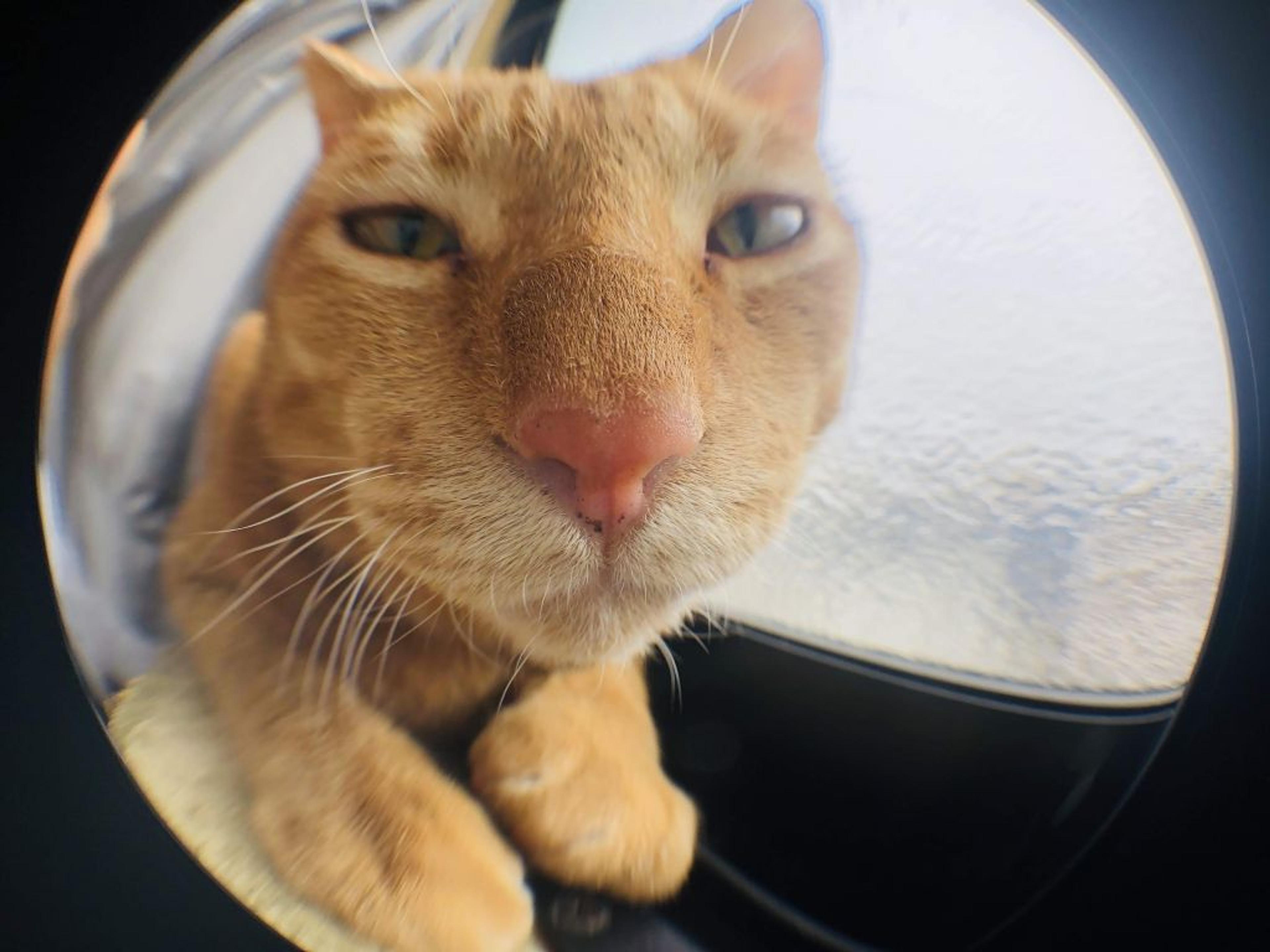 pet-image-3