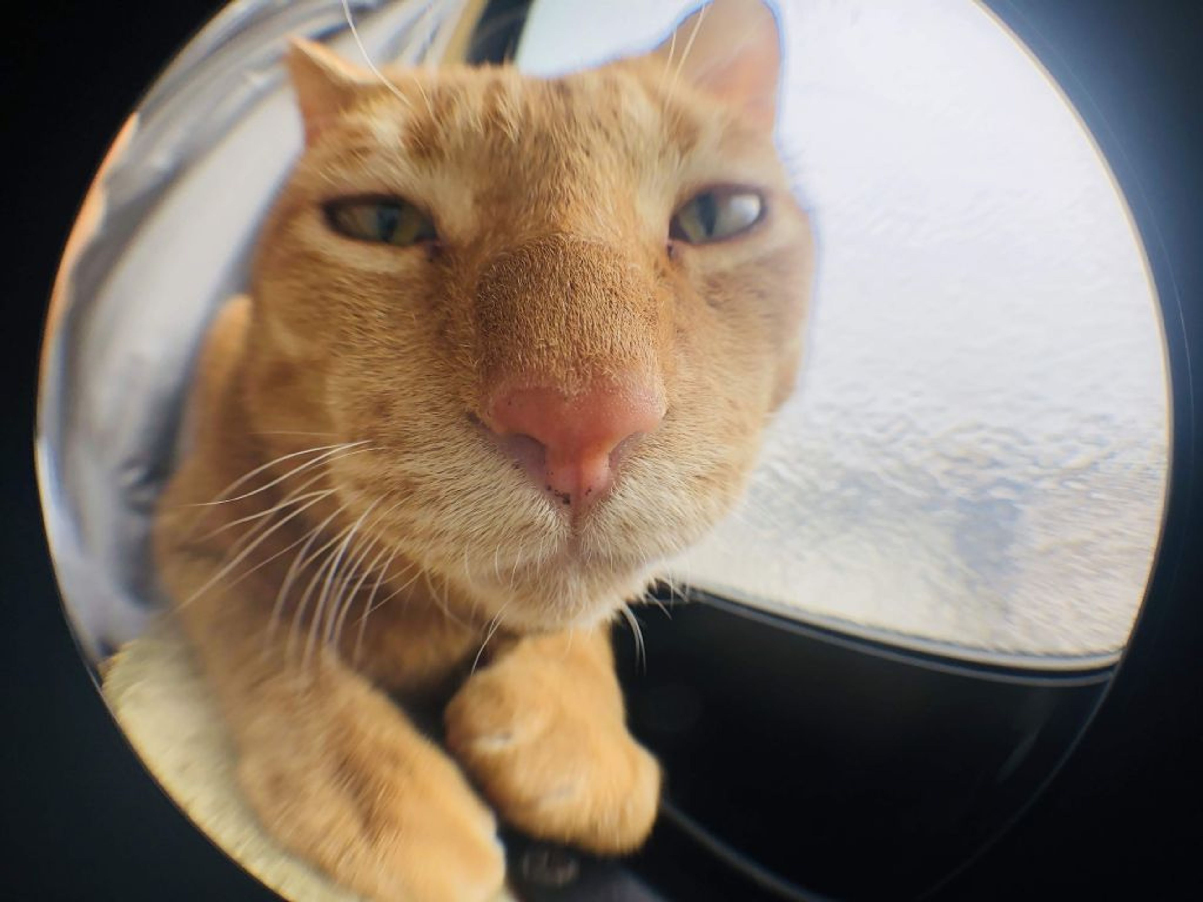 pet-image-3