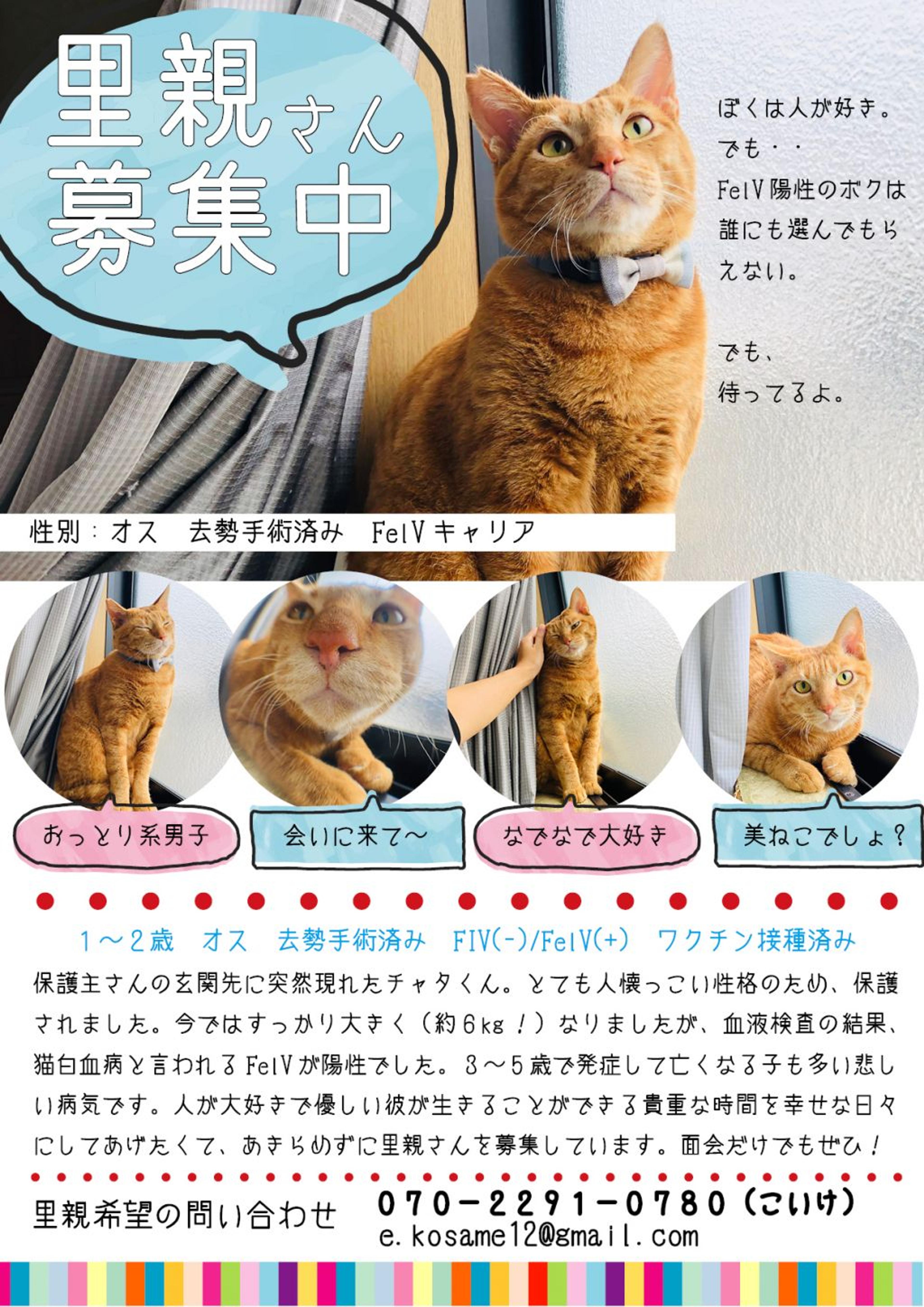 pet-image-4