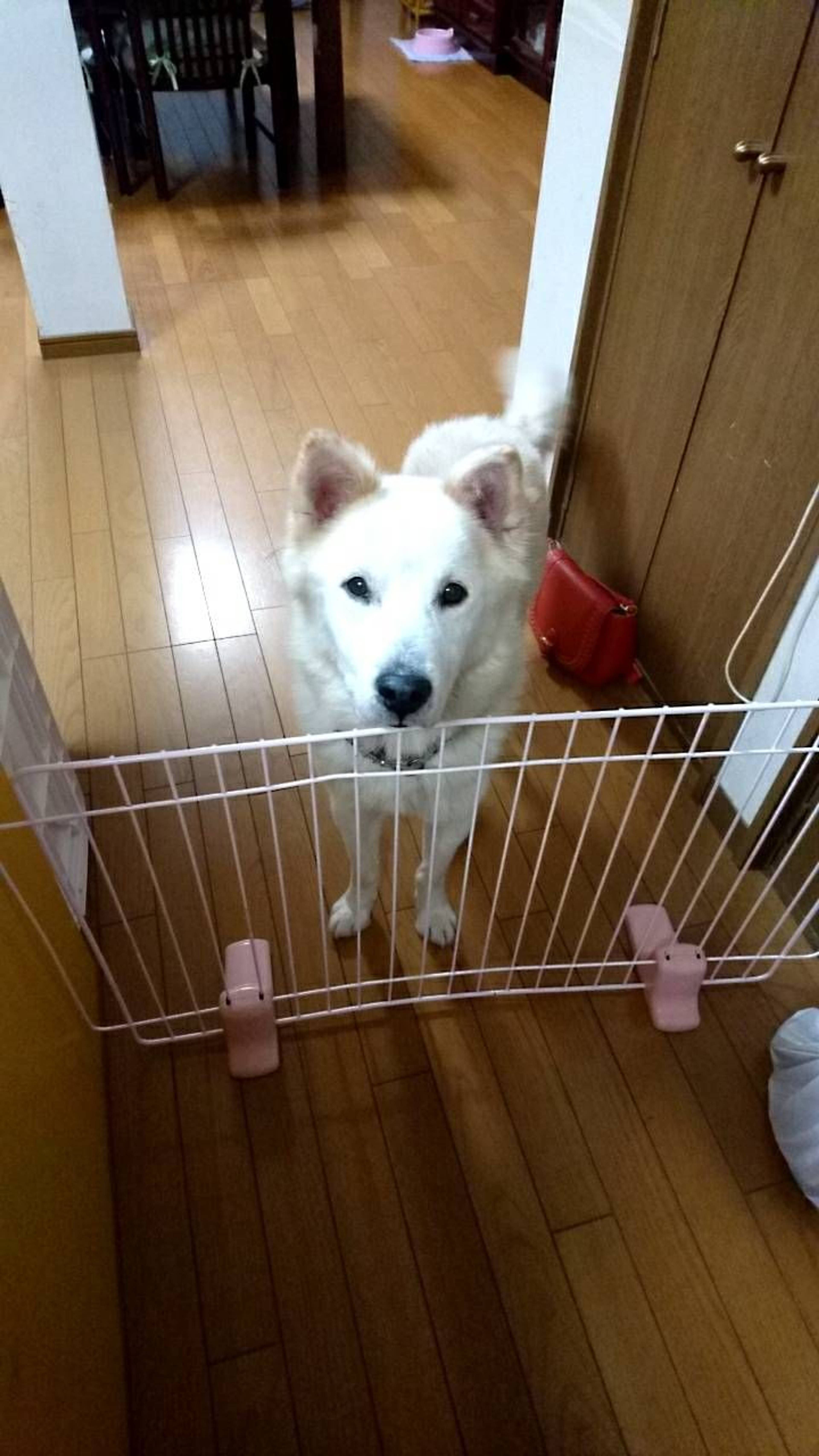 雑種（ミックス犬）・オスの里親募集の写真