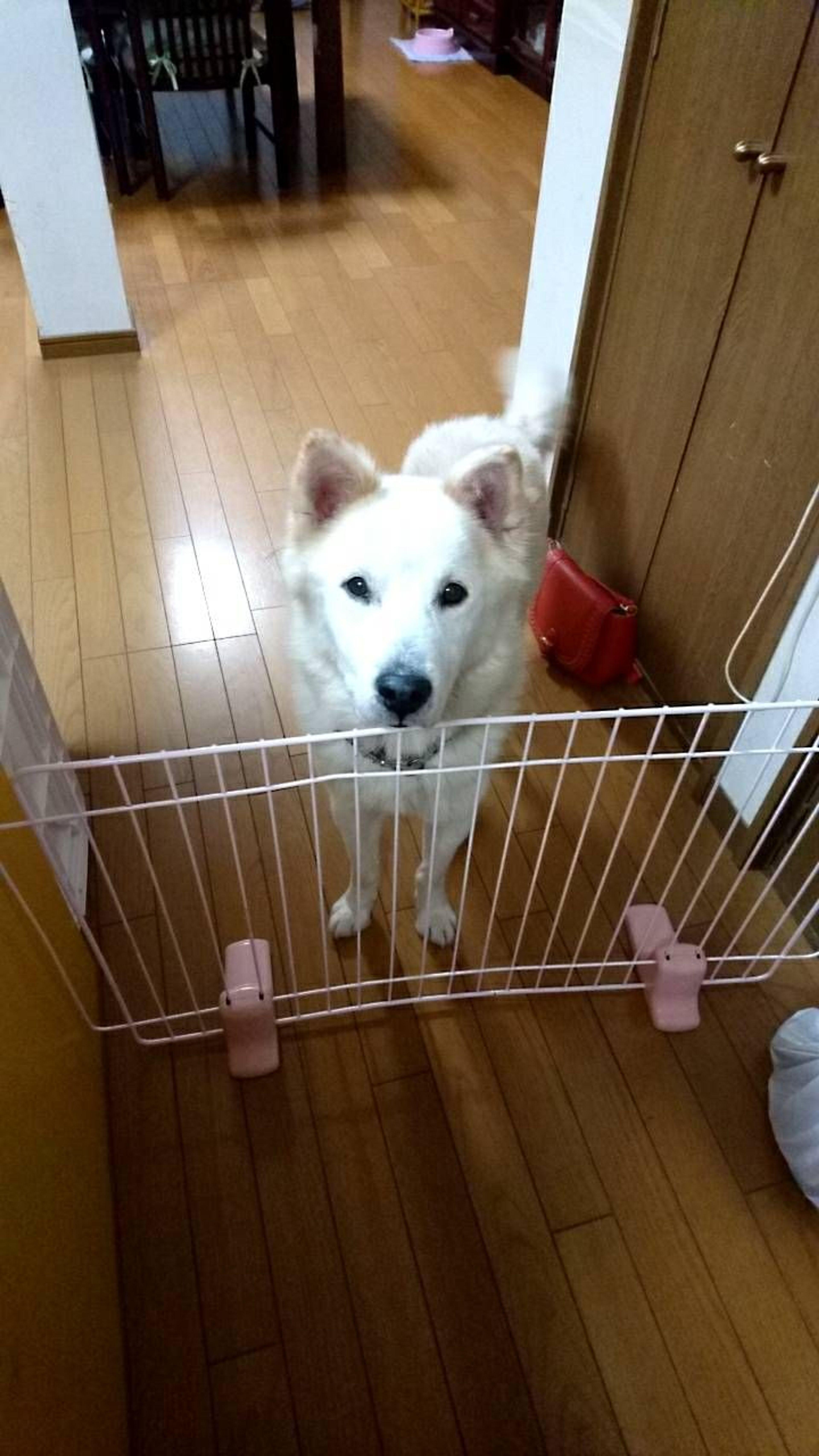雑種（ミックス犬）・オスの里親募集の写真