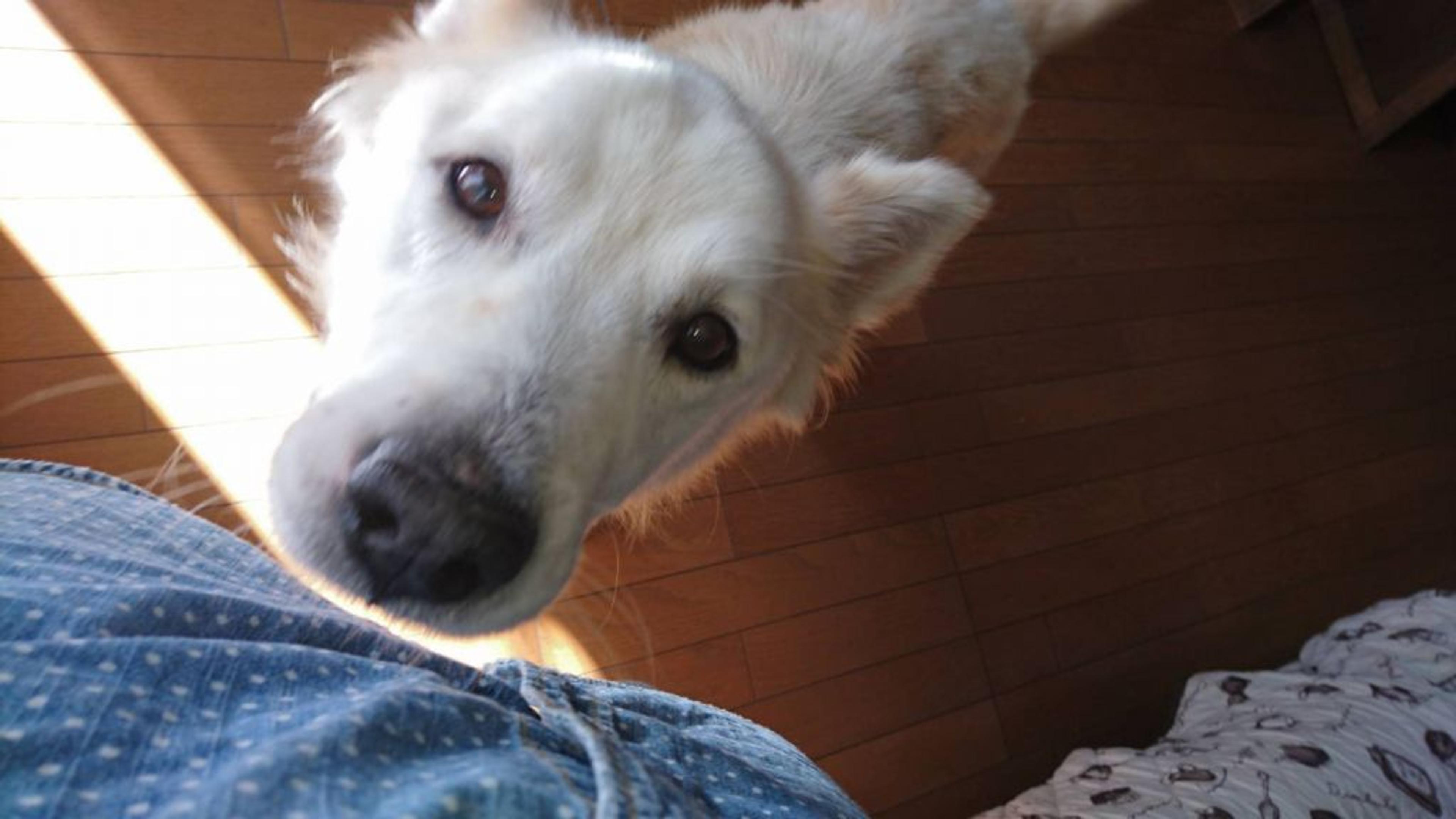 pet-image-2