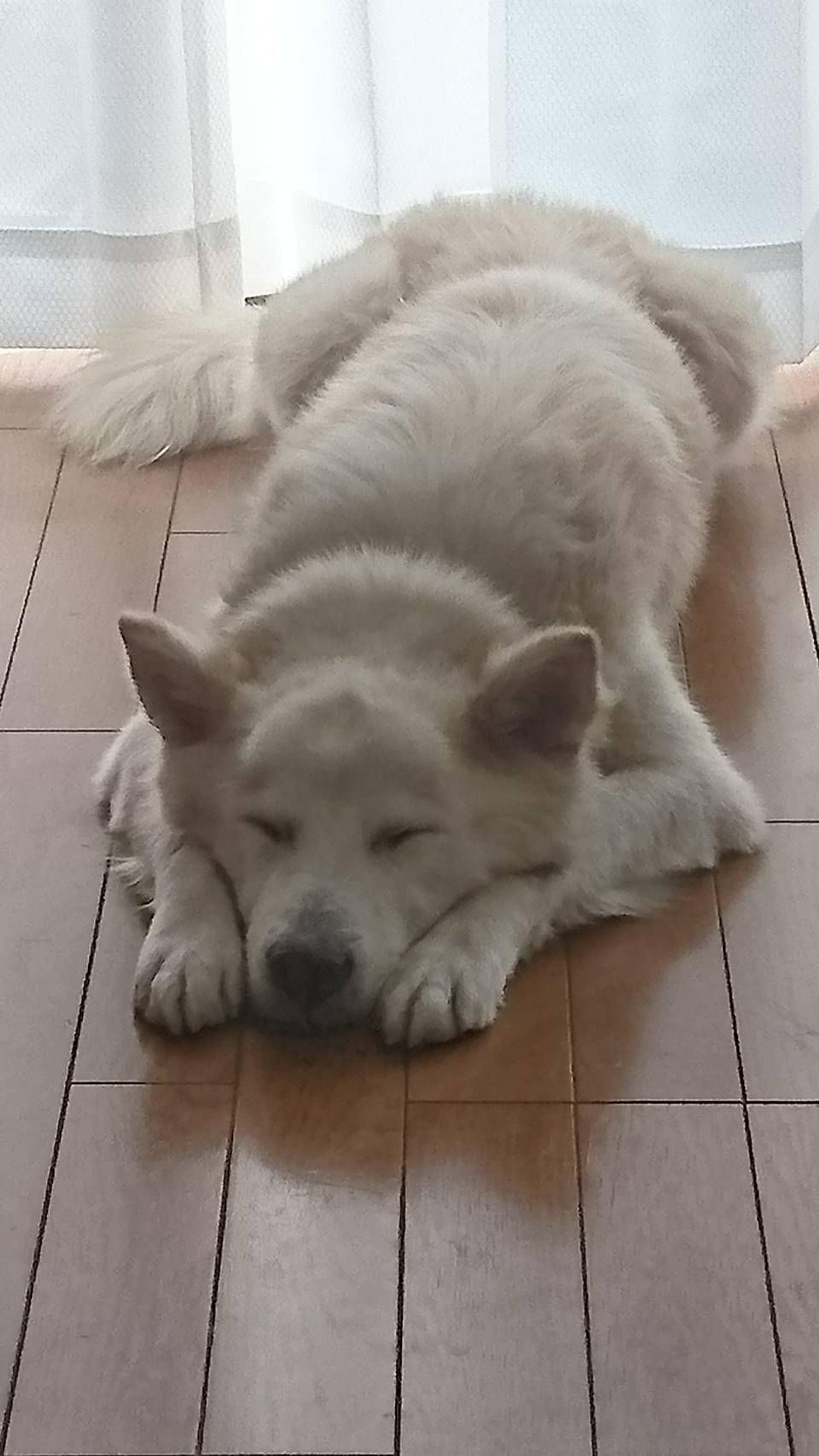 pet-image-3