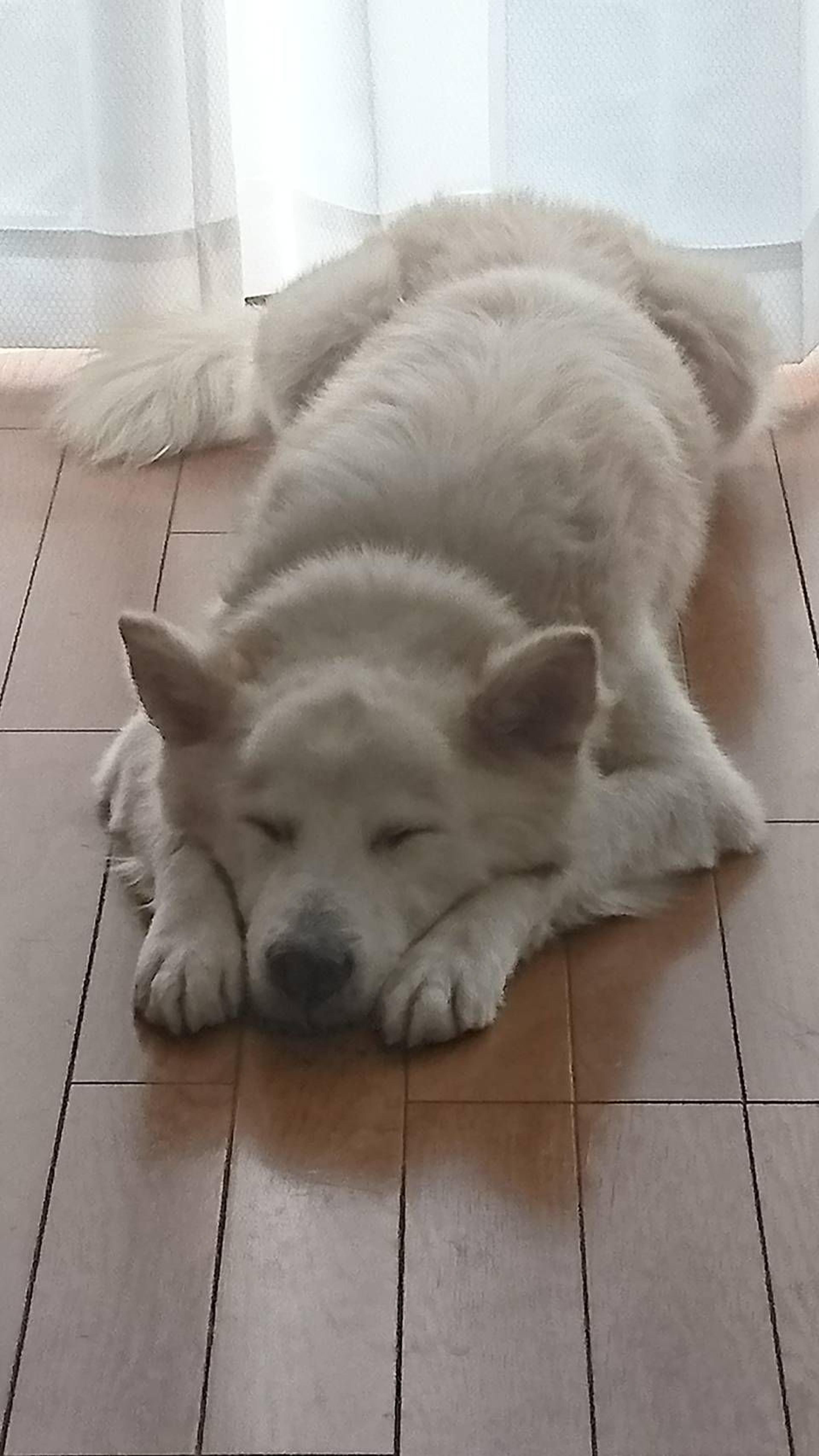 pet-image-3