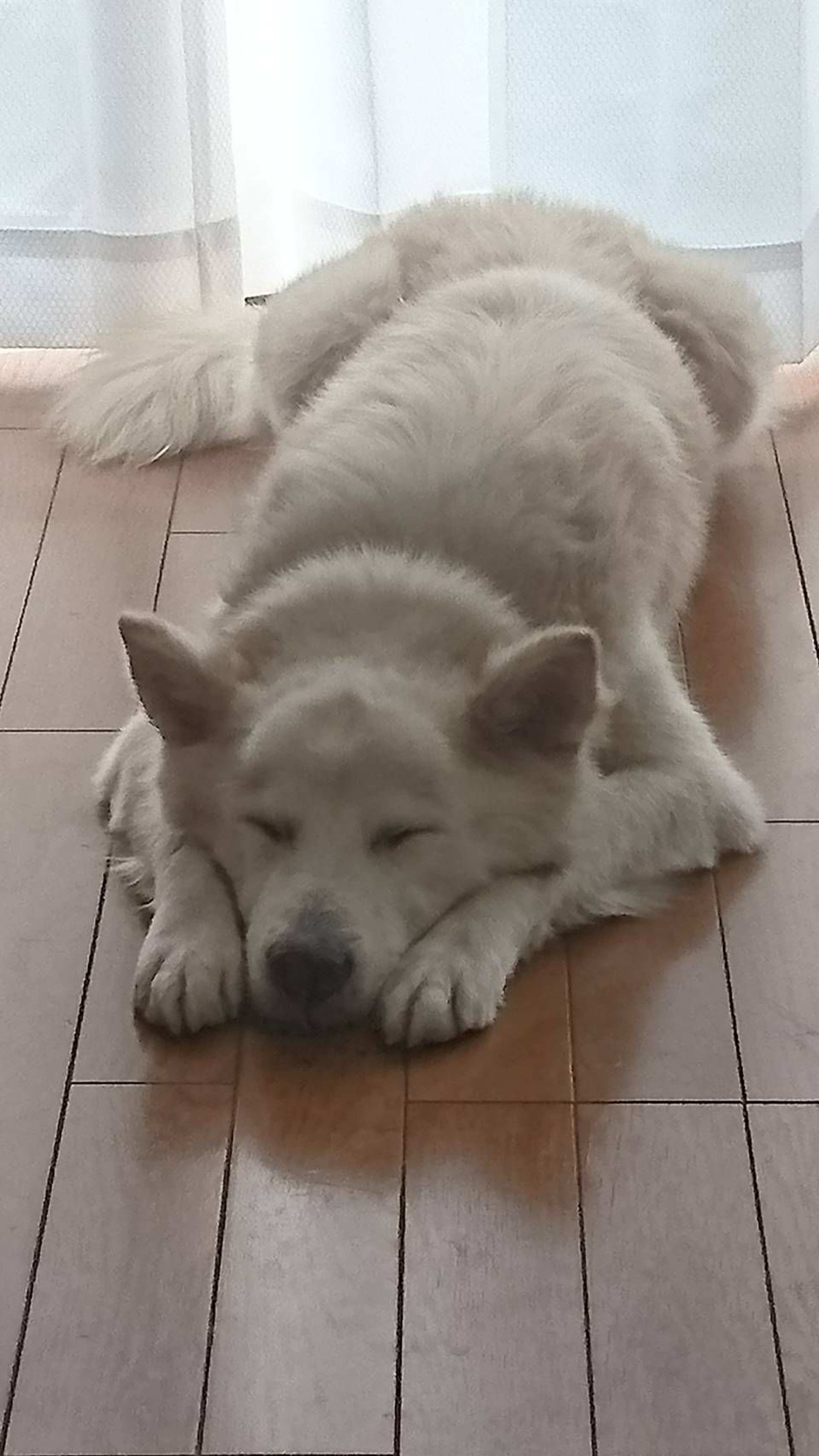pet-image-3