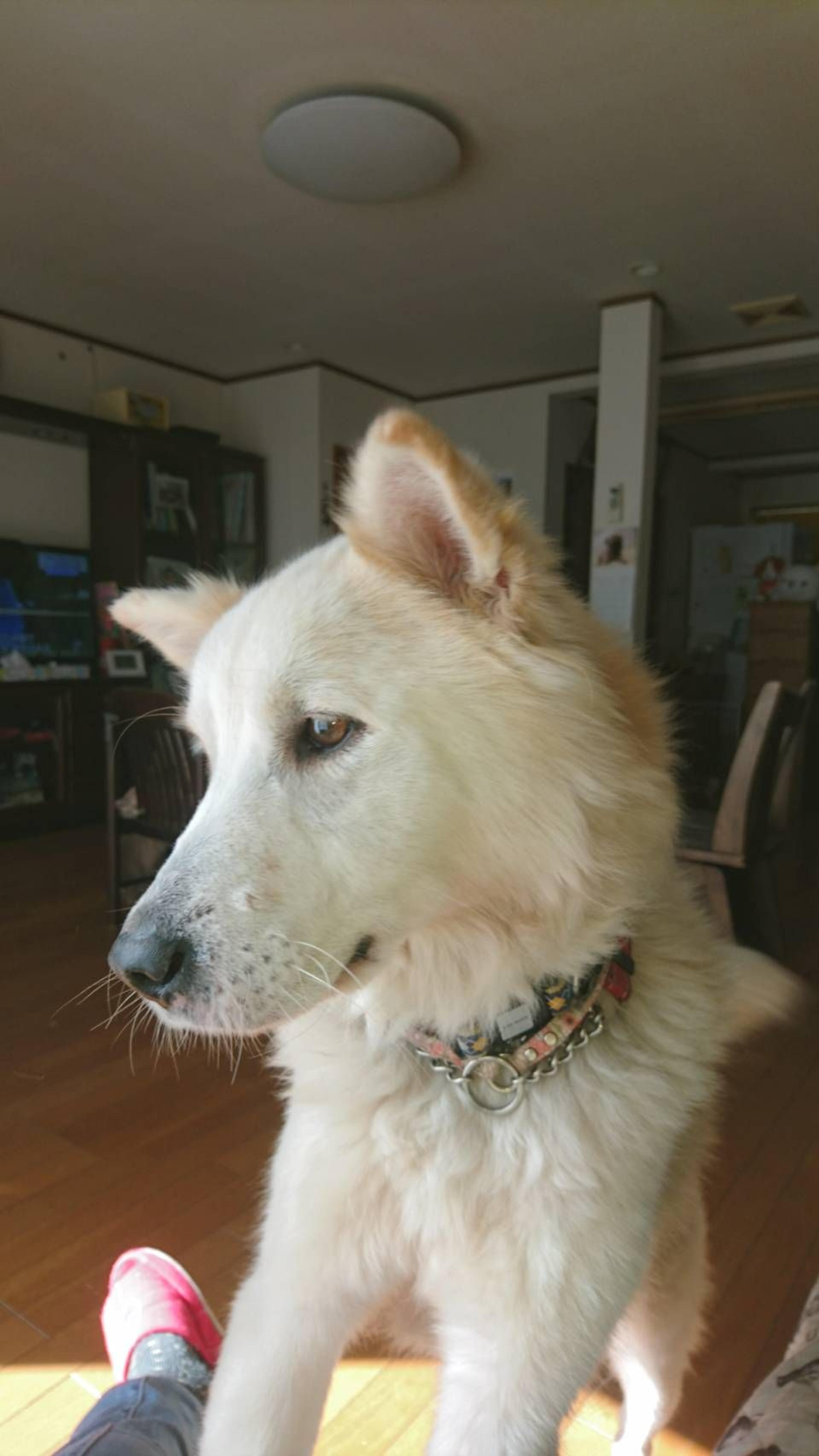 pet-image-4